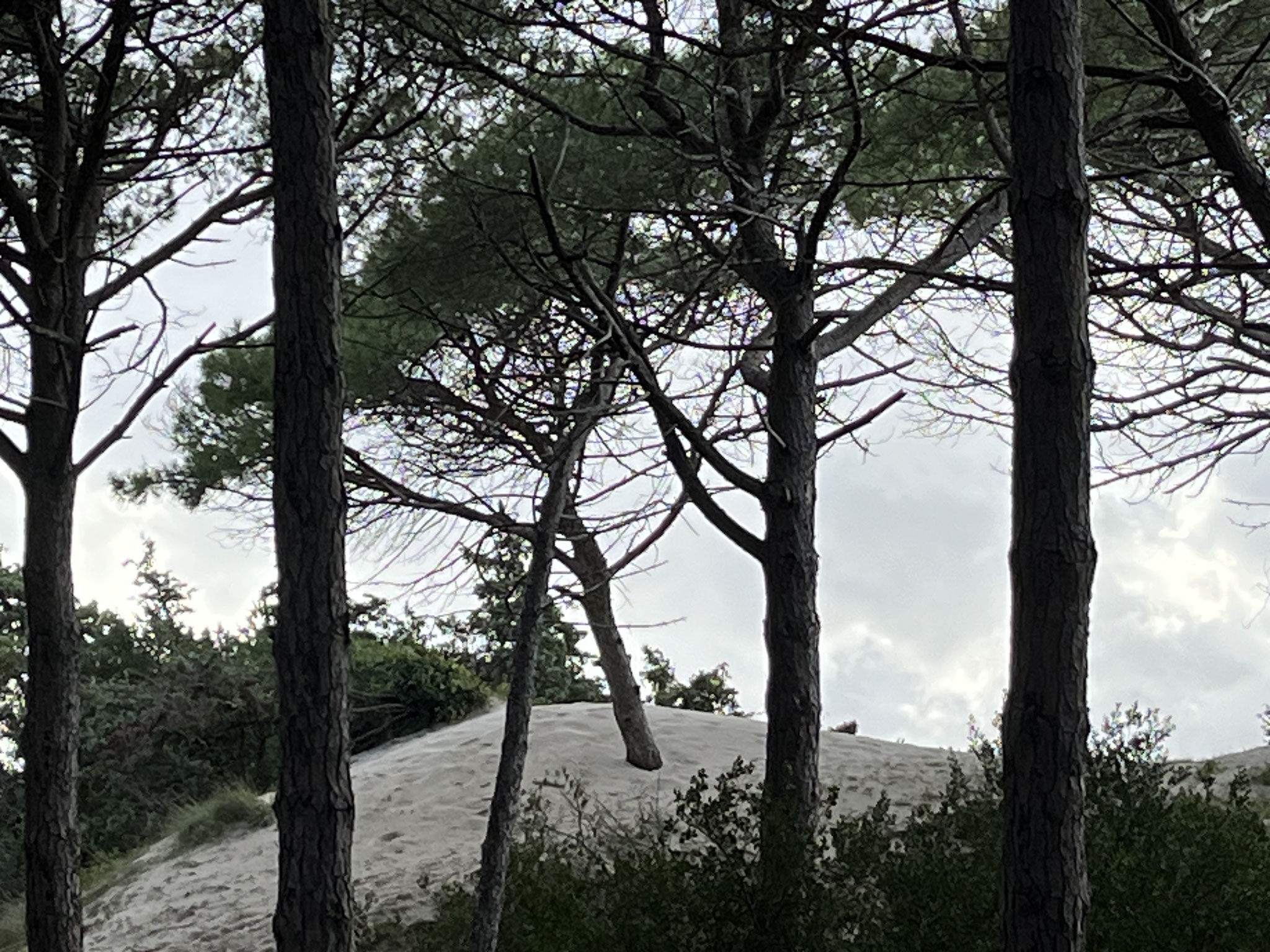 Im Pinienwald hinter den Dünen kommen wir zurück und stapfen durch den Sand zurück …