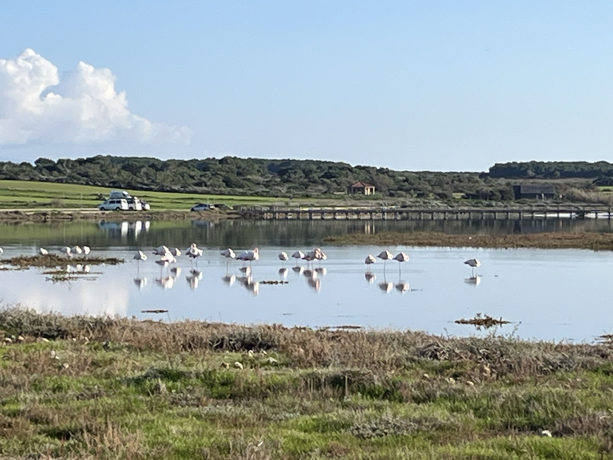 Hinter dem Sandstrand liegt eine Lagune mit einer Gruppe Flamingos, auch Flamboyance genannt.