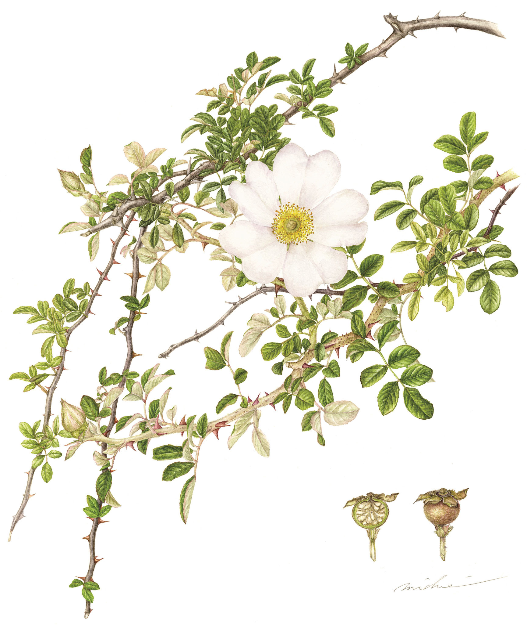 Rosa bracteata J.C.Wendl (カカヤンバラ）