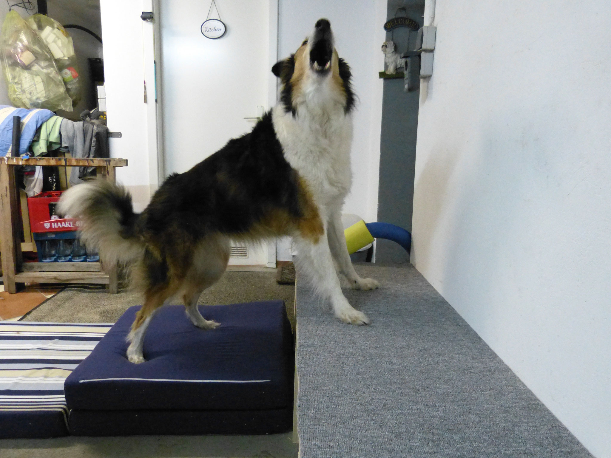 Lucky "lach" der singende Collie