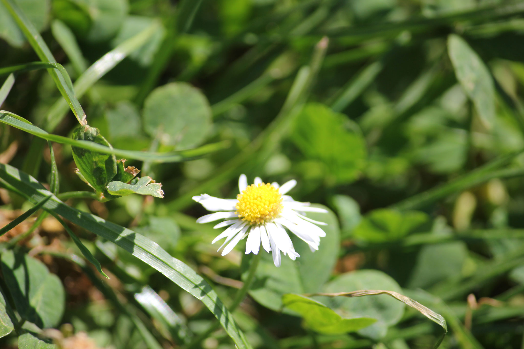 Gänseblümchen