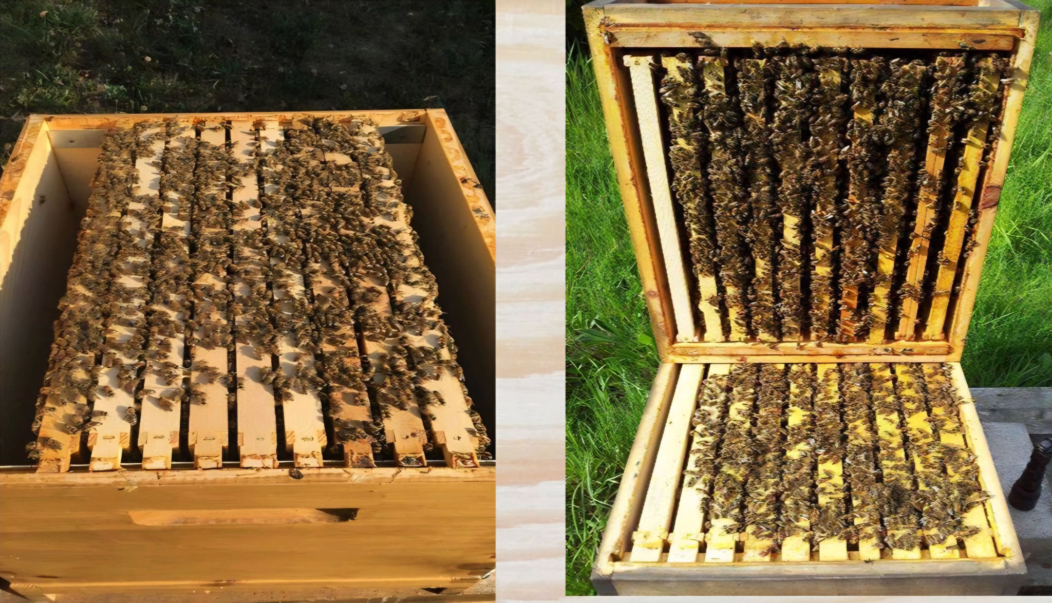 Geöffnete Bienenbeute mit dicht besetzten Waben - gesunde Bienen mit einem Volk
