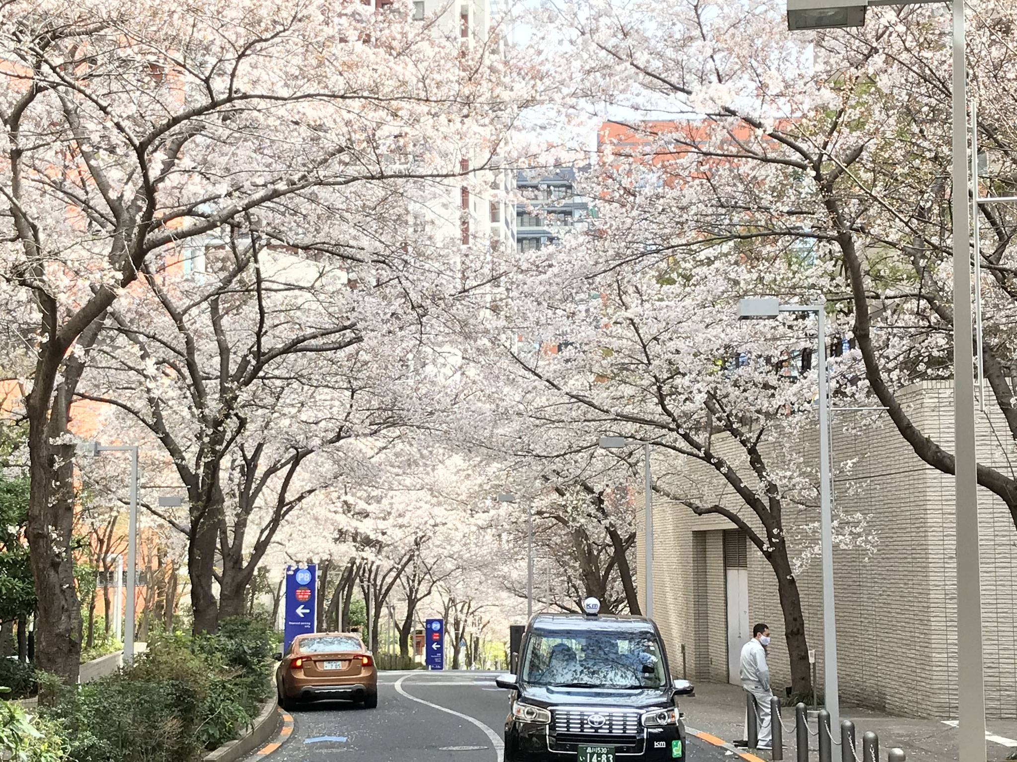 六本木：さくら坂②