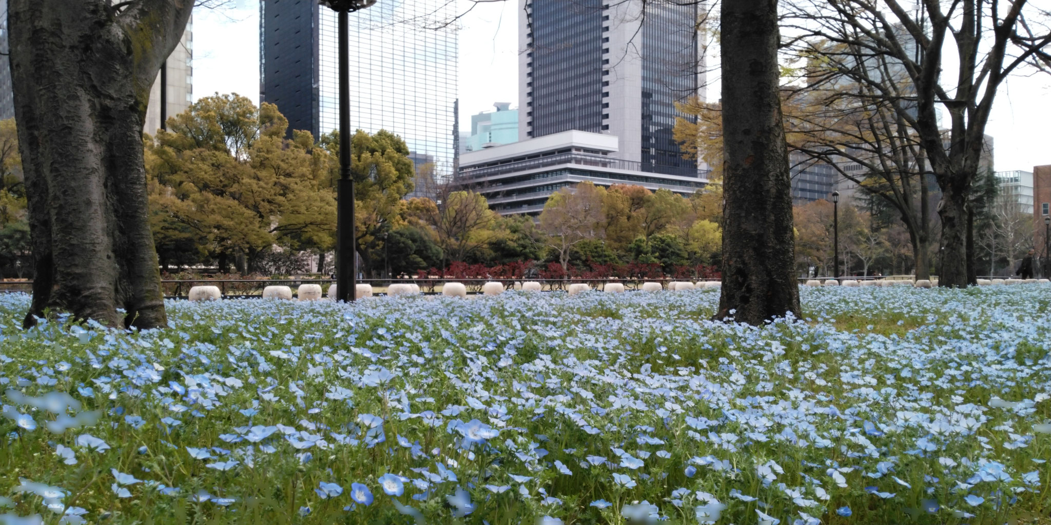 【日比谷公園】桜が主目的でしたが、ネモフィラも真っ盛りでした。単純に、綺麗。