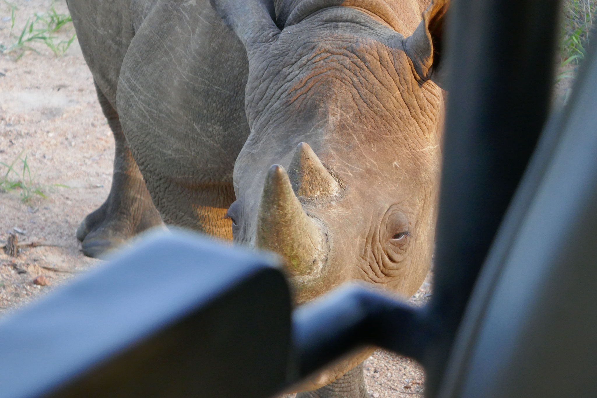 Dieses junge Spitzmaulnashorn war sehr neugierig und kam sehr nah ans Auto