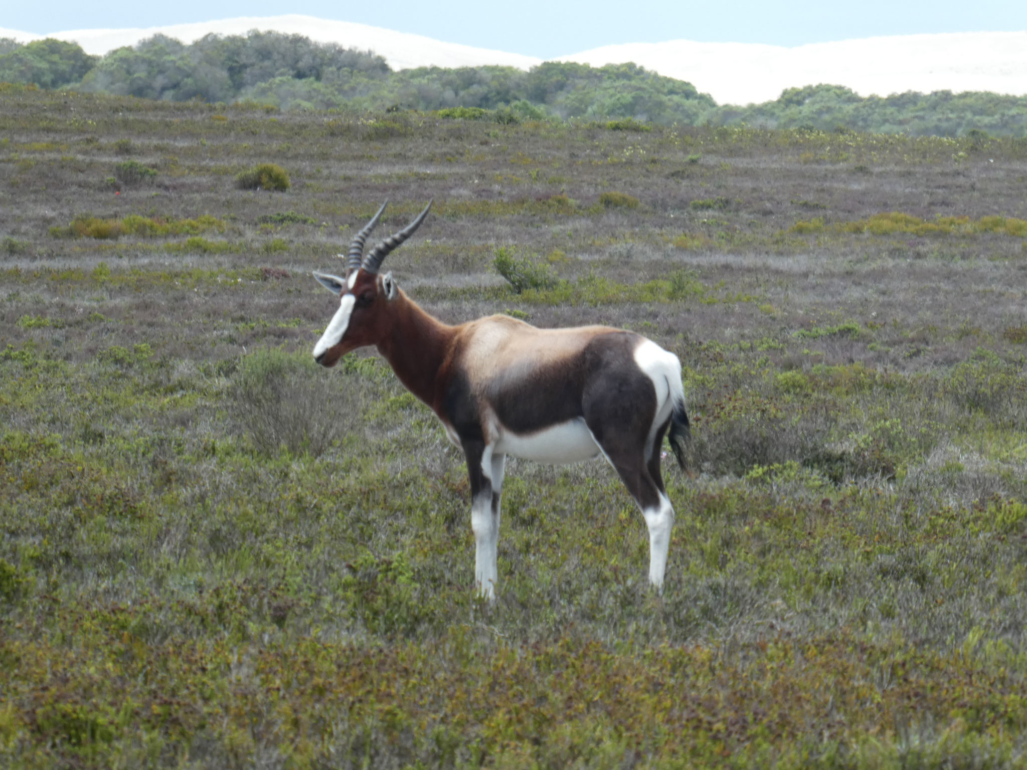 Buntbock in de Hoop