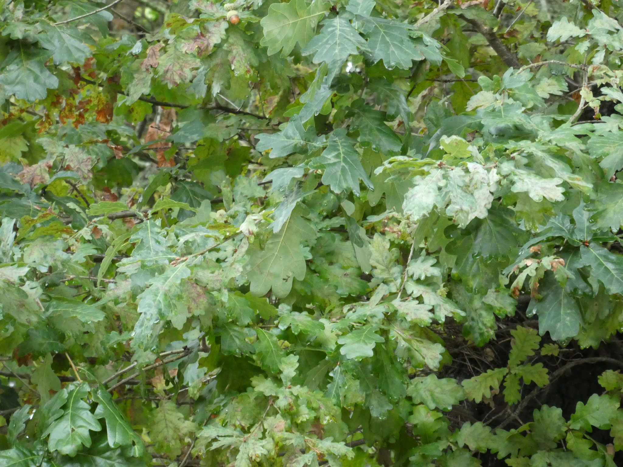 Überall stehen uralte Eichen. Die Eicheln fallen gerade vom Baum