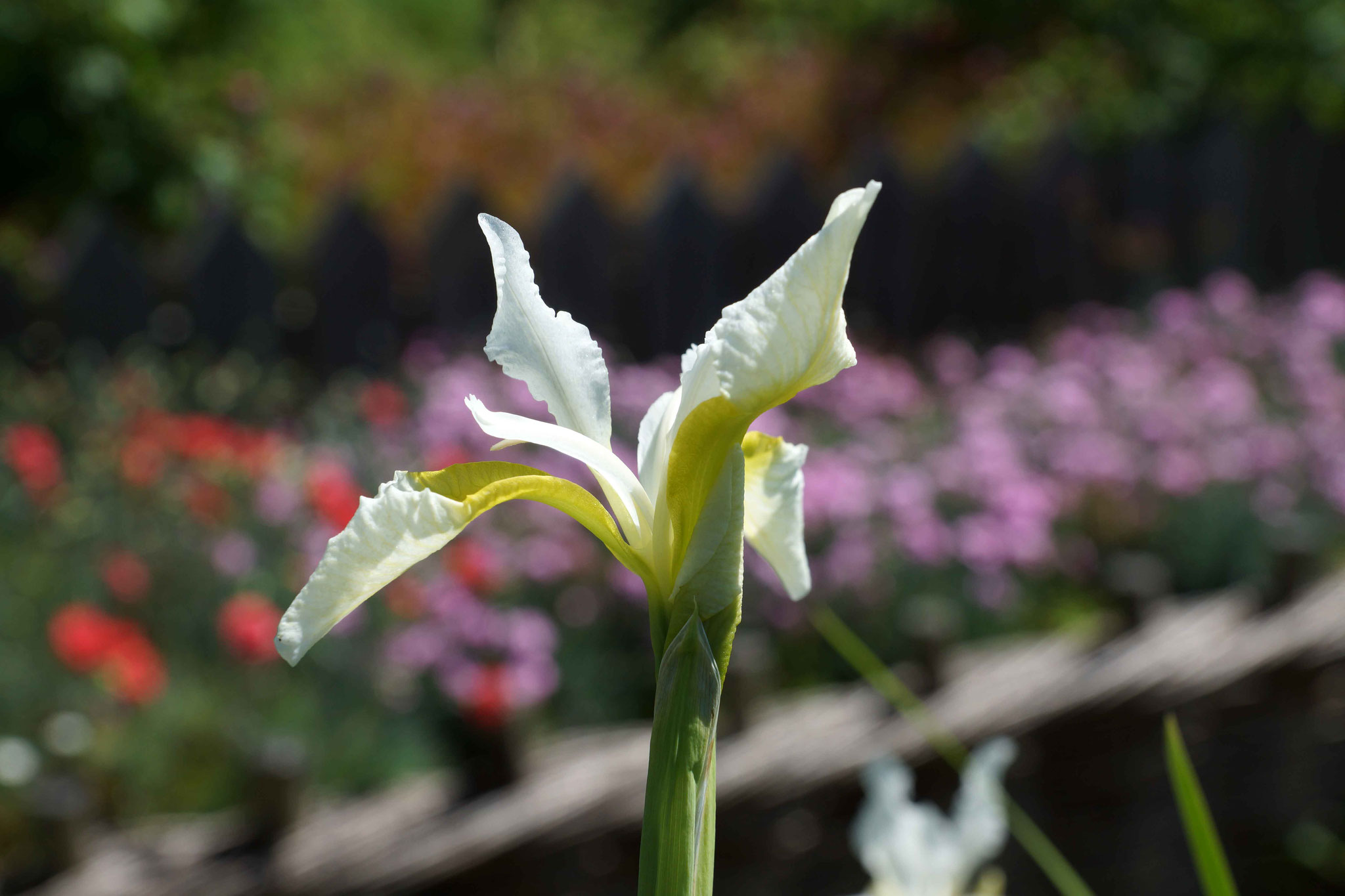 iris blanc