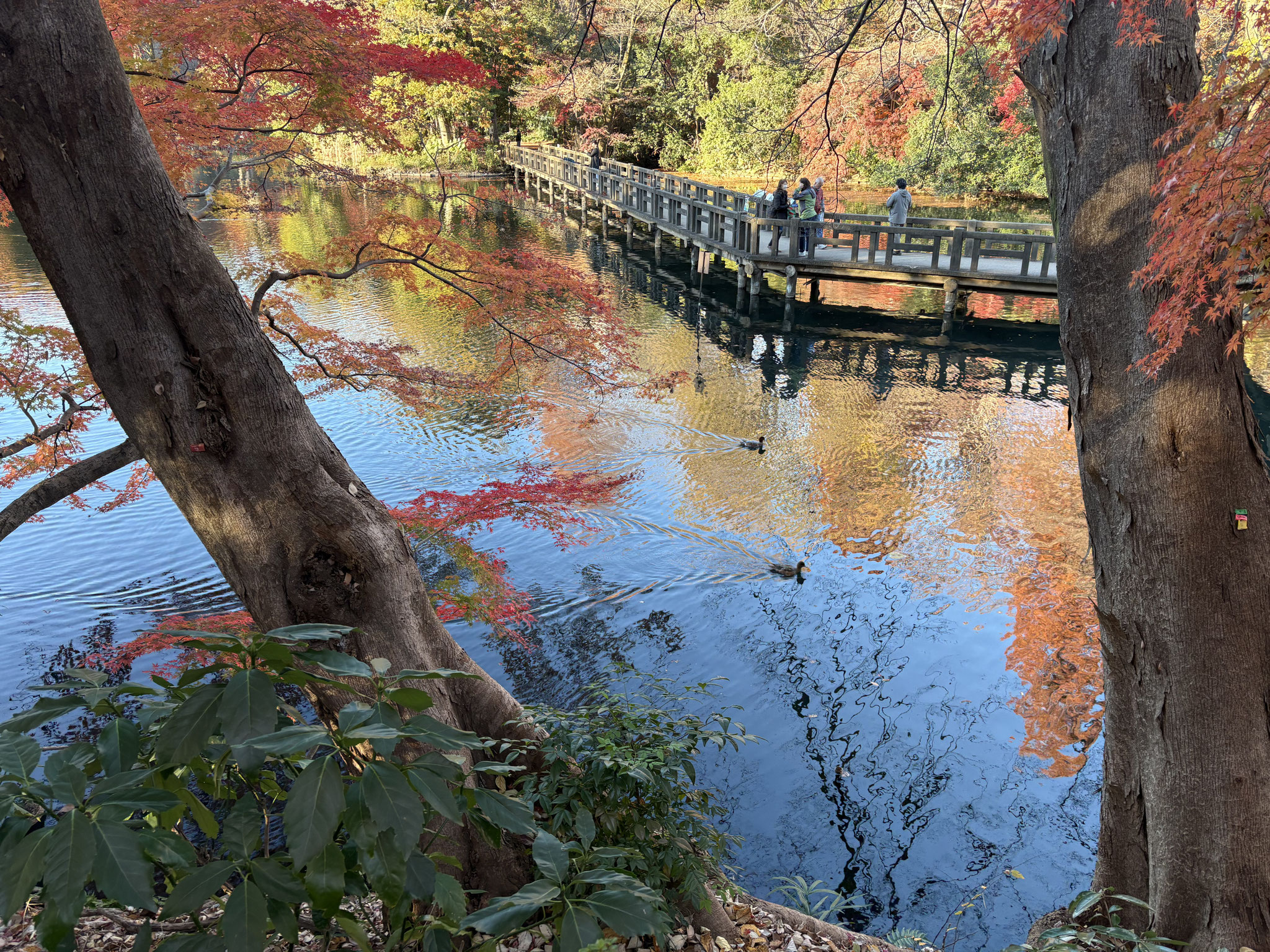 井の頭恩賜公園