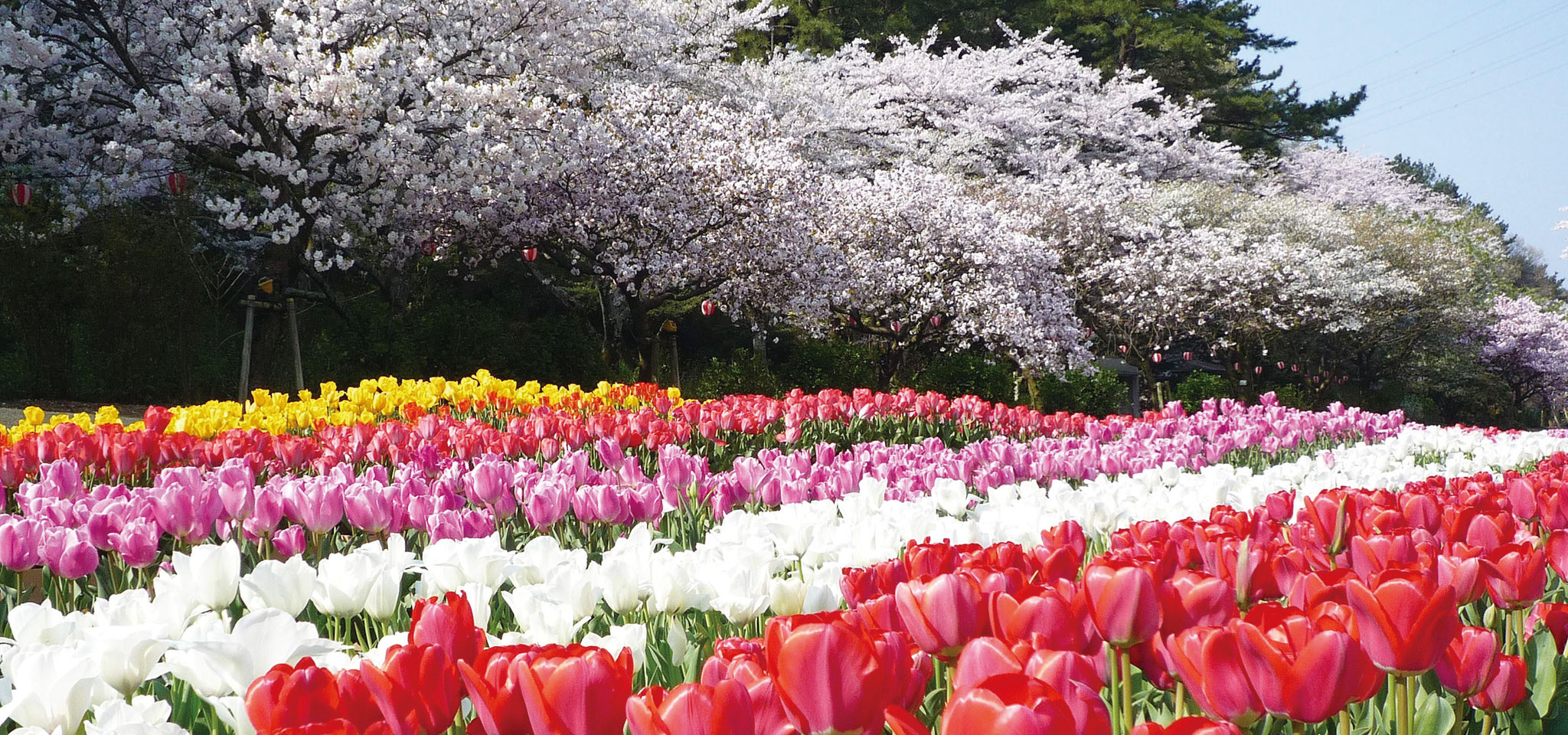 濱松Flower Park