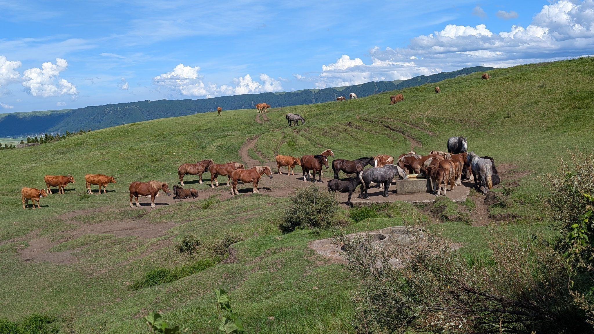 Panorama Line