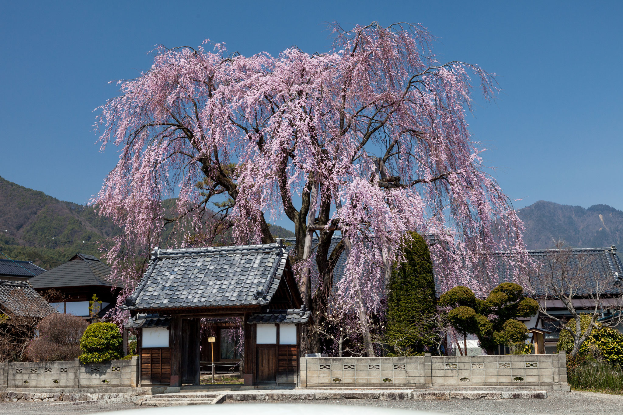 一本桜