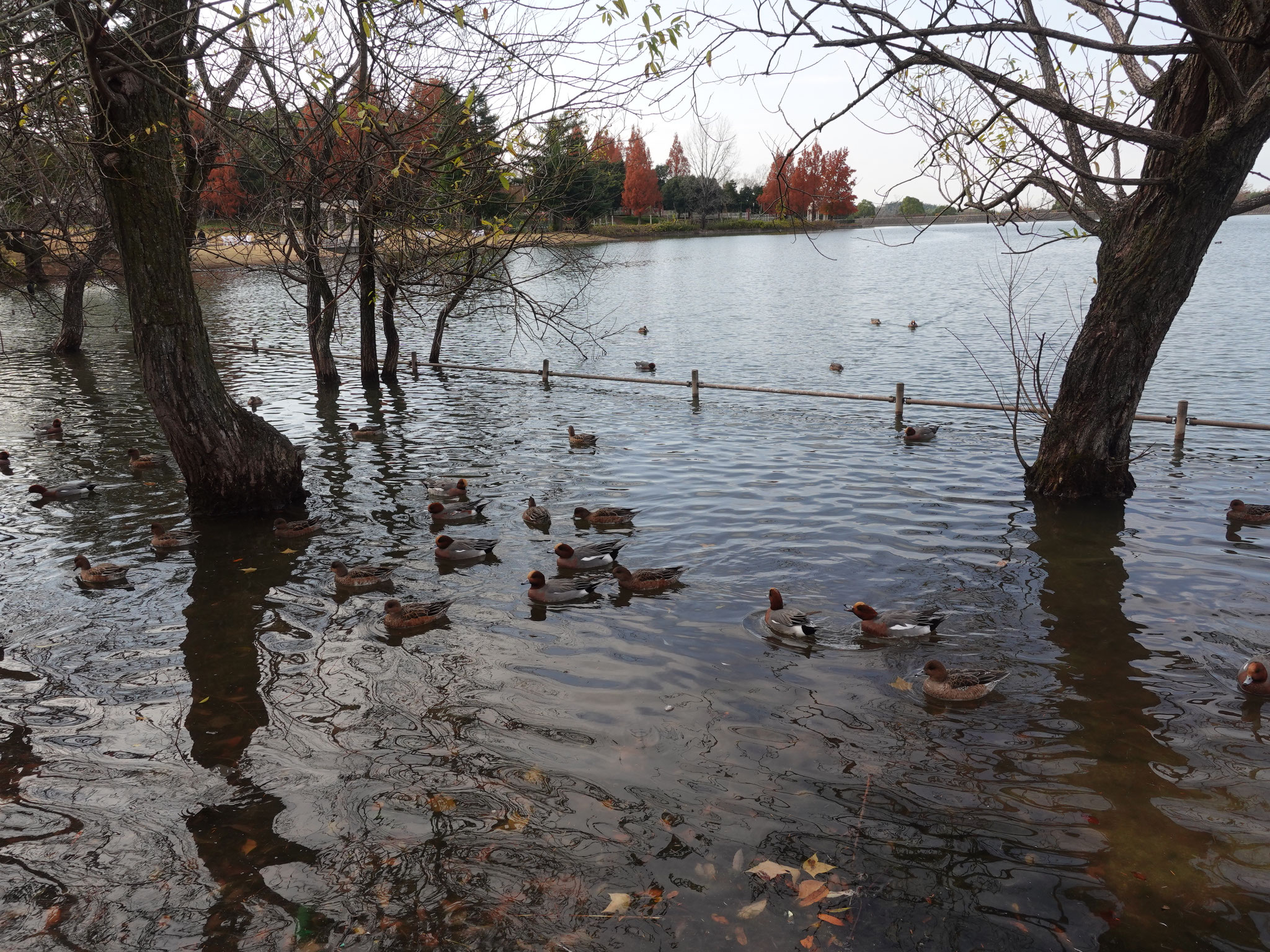 蜻蛉池公園