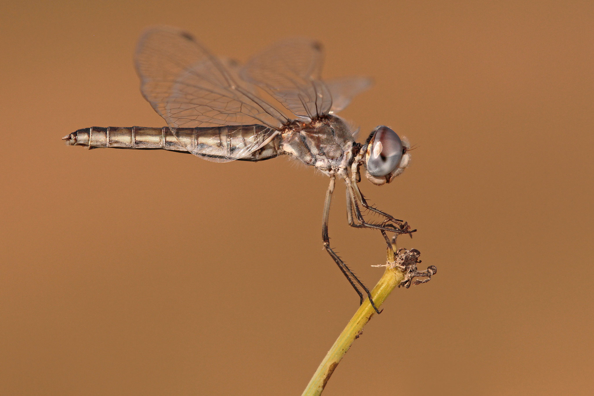 Teufelchen (Selysiothemis nigra)