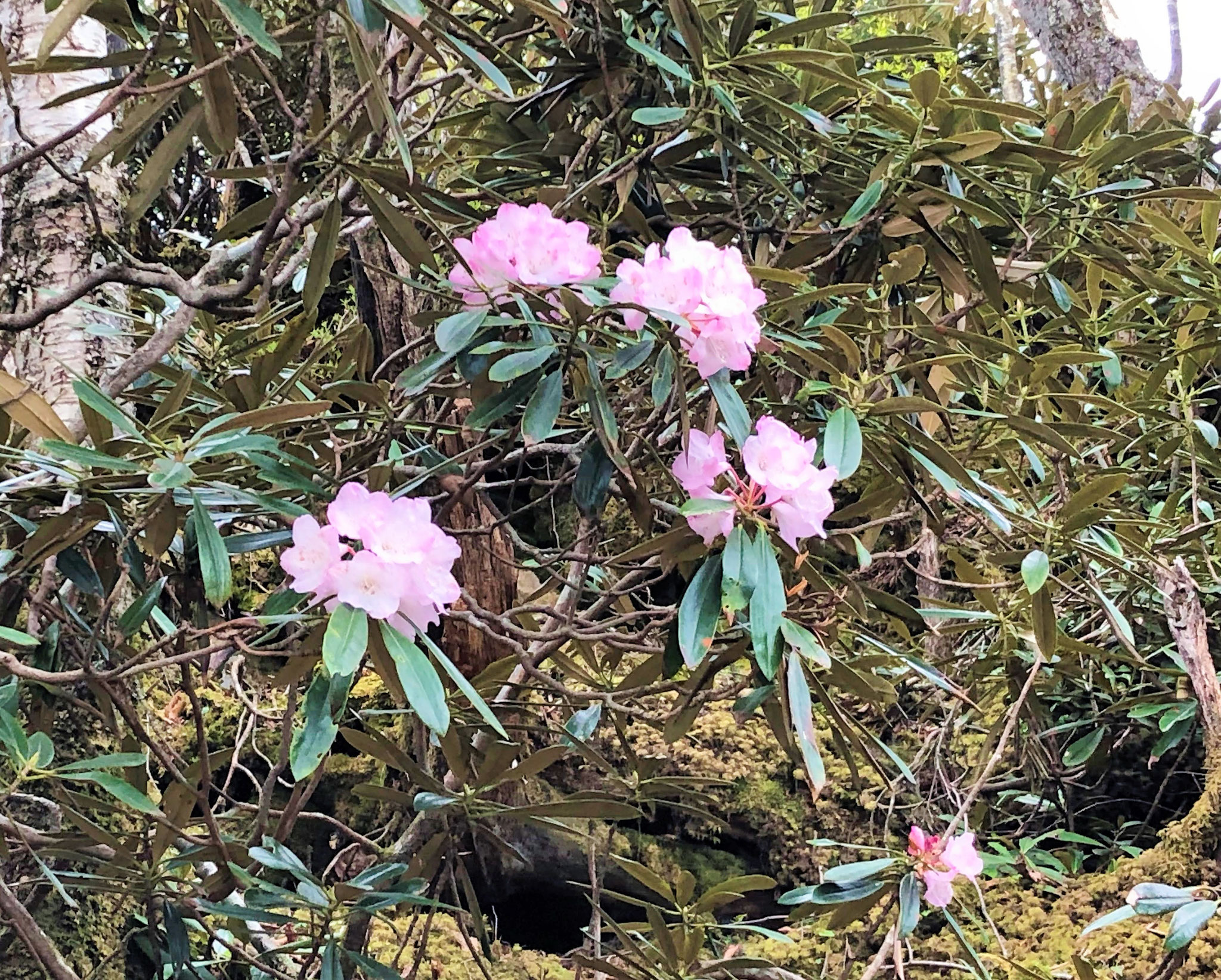 大輪の花　シャクナゲ