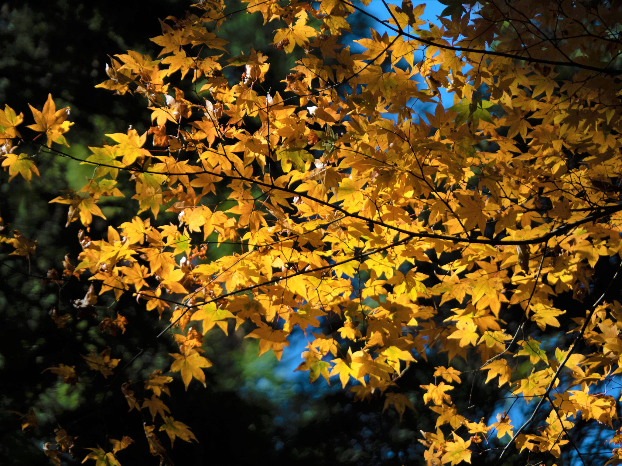 数十種のカエデの紅葉が見られる