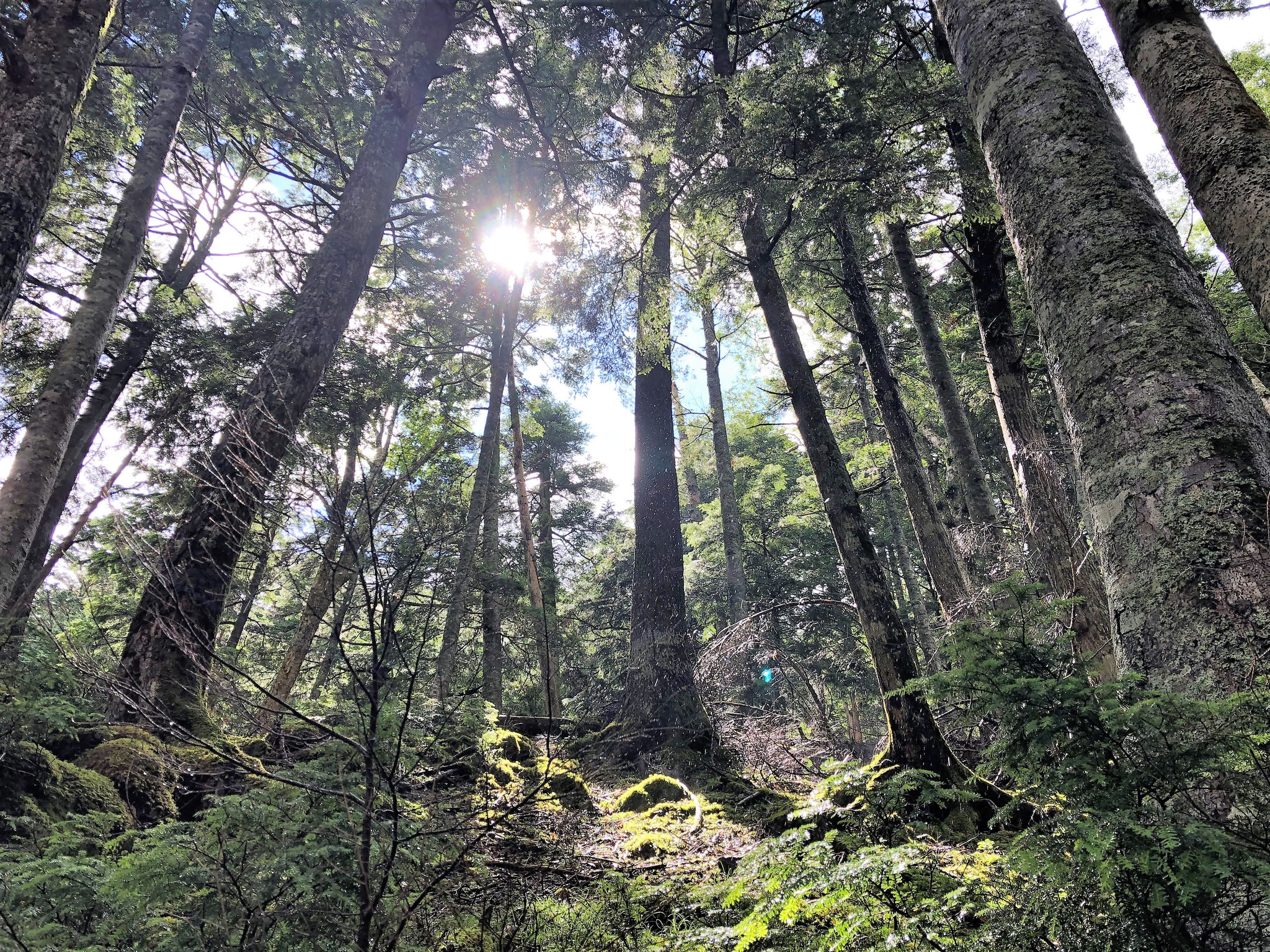 北八ヶ岳 苔ワールド
