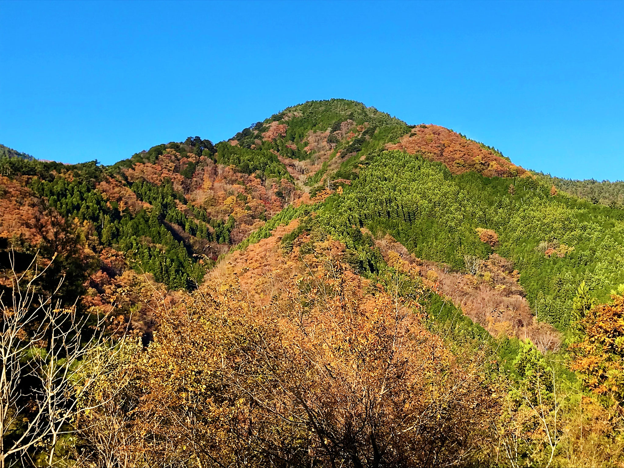 11月の奥多摩は錦に染まる