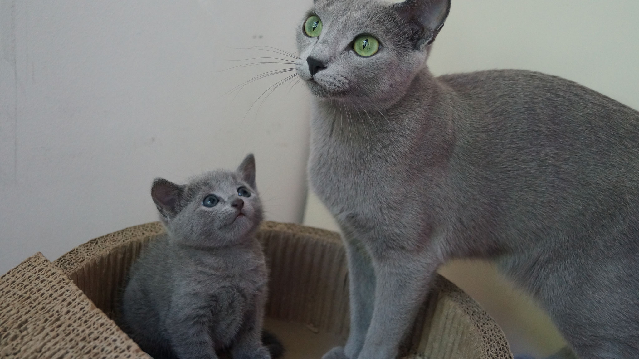 Featured image of post Russisch Blau Babykatze Kaufen
