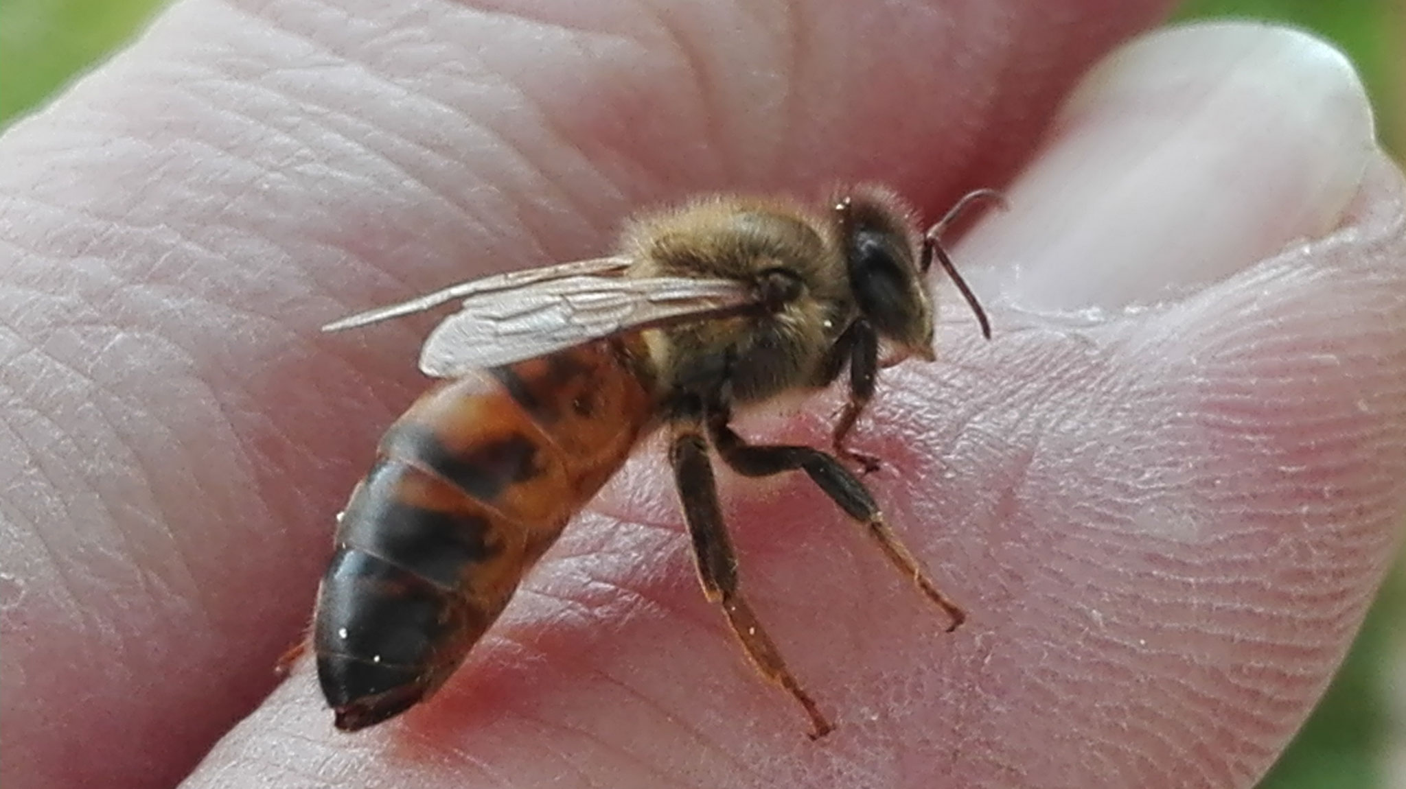 bvi-lindau-westallgaeu.jimdo.com Bienenkönigin