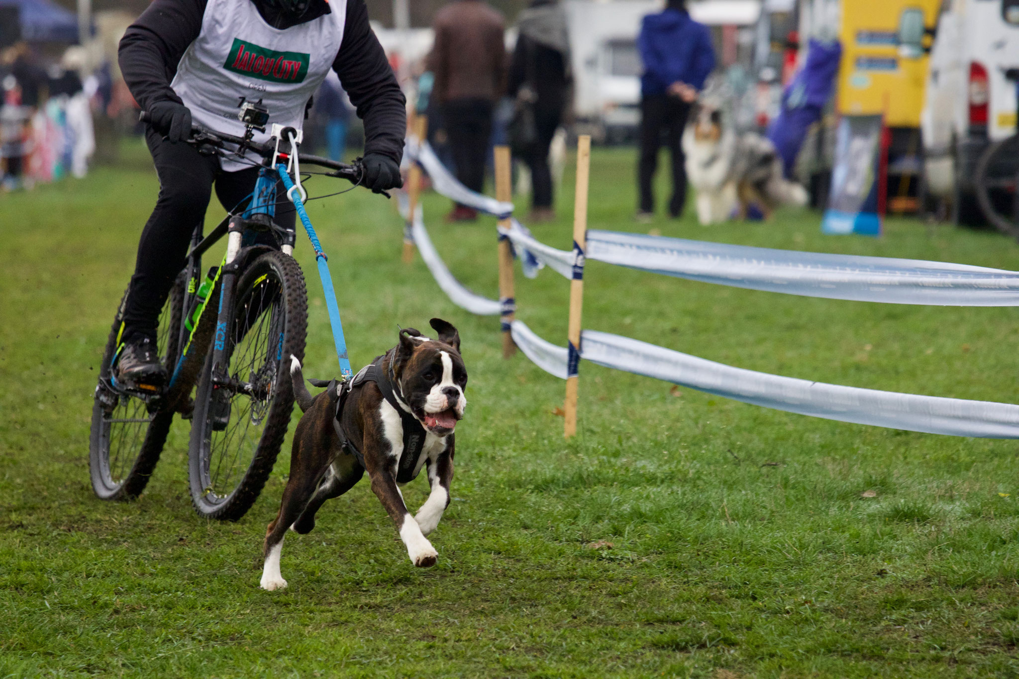 Schlittenhunderennen Senne
