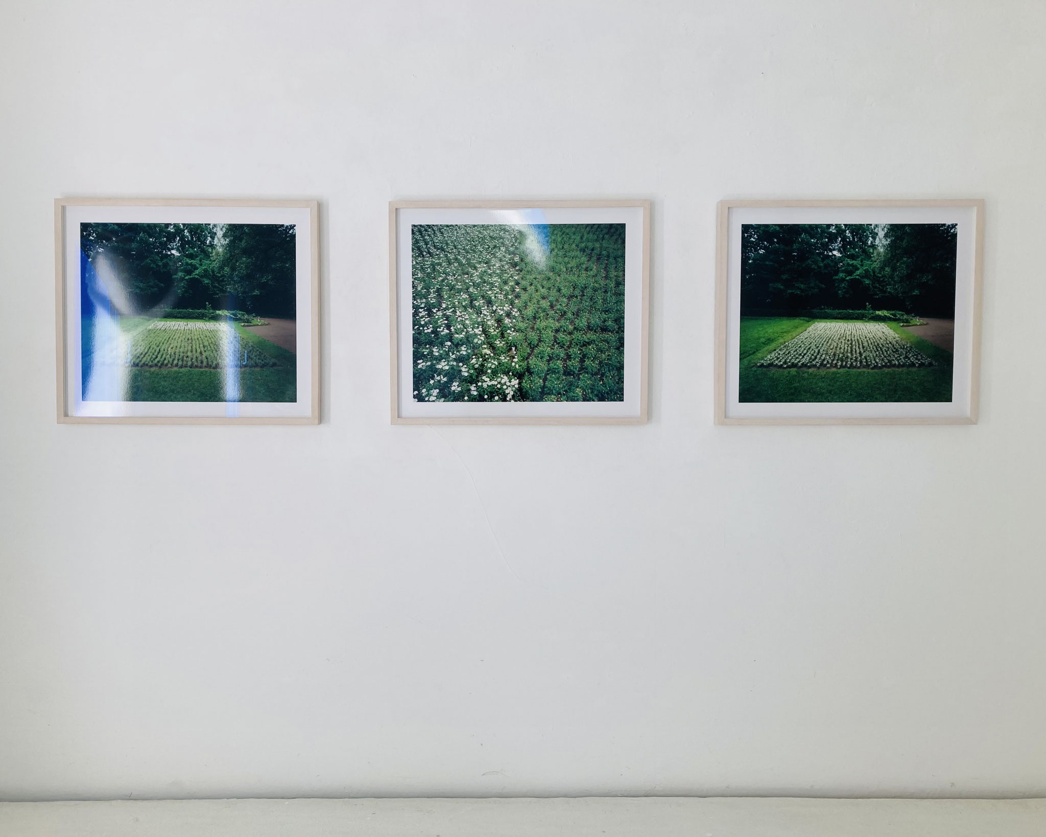 Ursula Neugebauer I von Herzen, mit Schmerzen 2000 I Photographie, 3000 Margeritenstauden auf einem Feld von 200qm mit abgezupften Blütenblätter,  je 60 cm x 80 cm, Edition 3