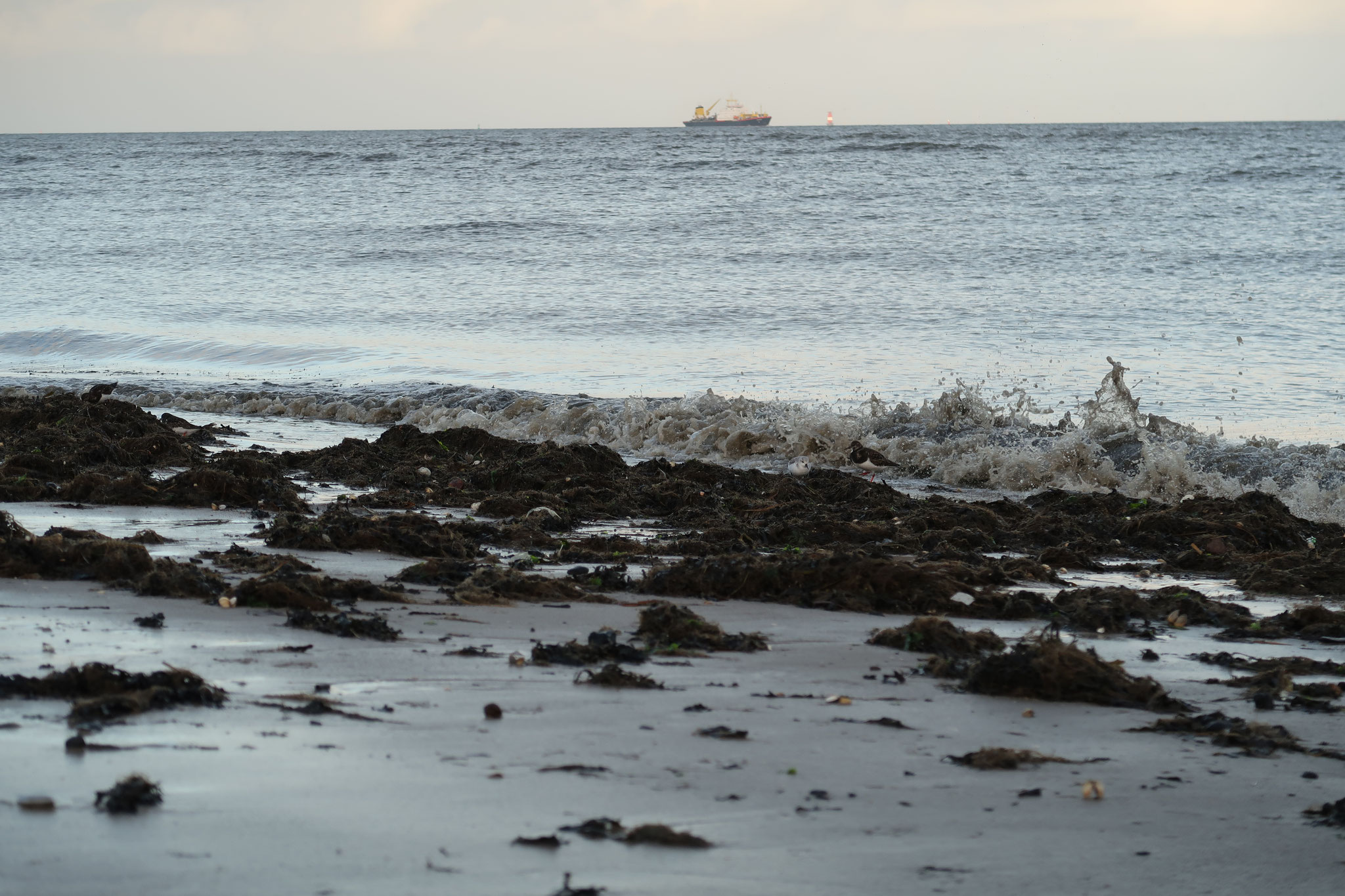 Steinwälzer und Sanderling suchen im Angespül nach Fressbarem. Für sie ist das Wattenmeer eine wichtige Nahrungsgrundlage..