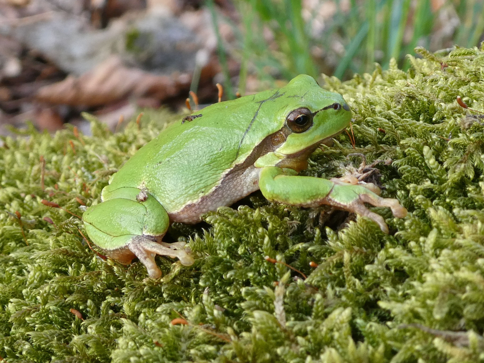 Laubfrosch Lipsa