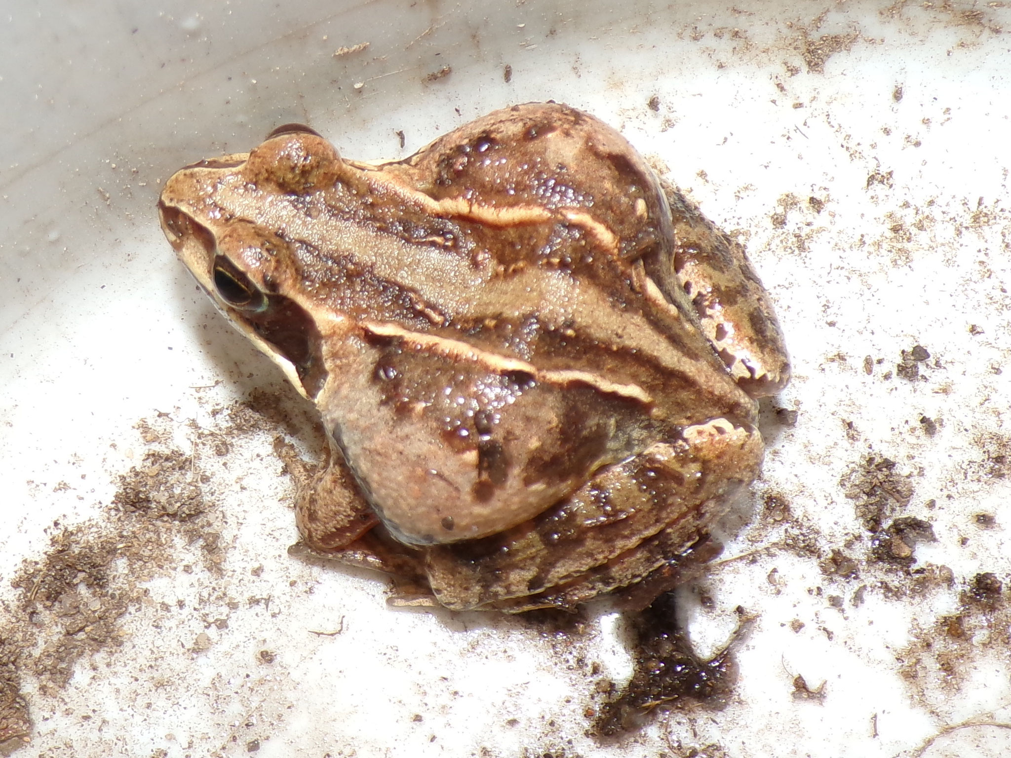 Moorfrosch LIpsa