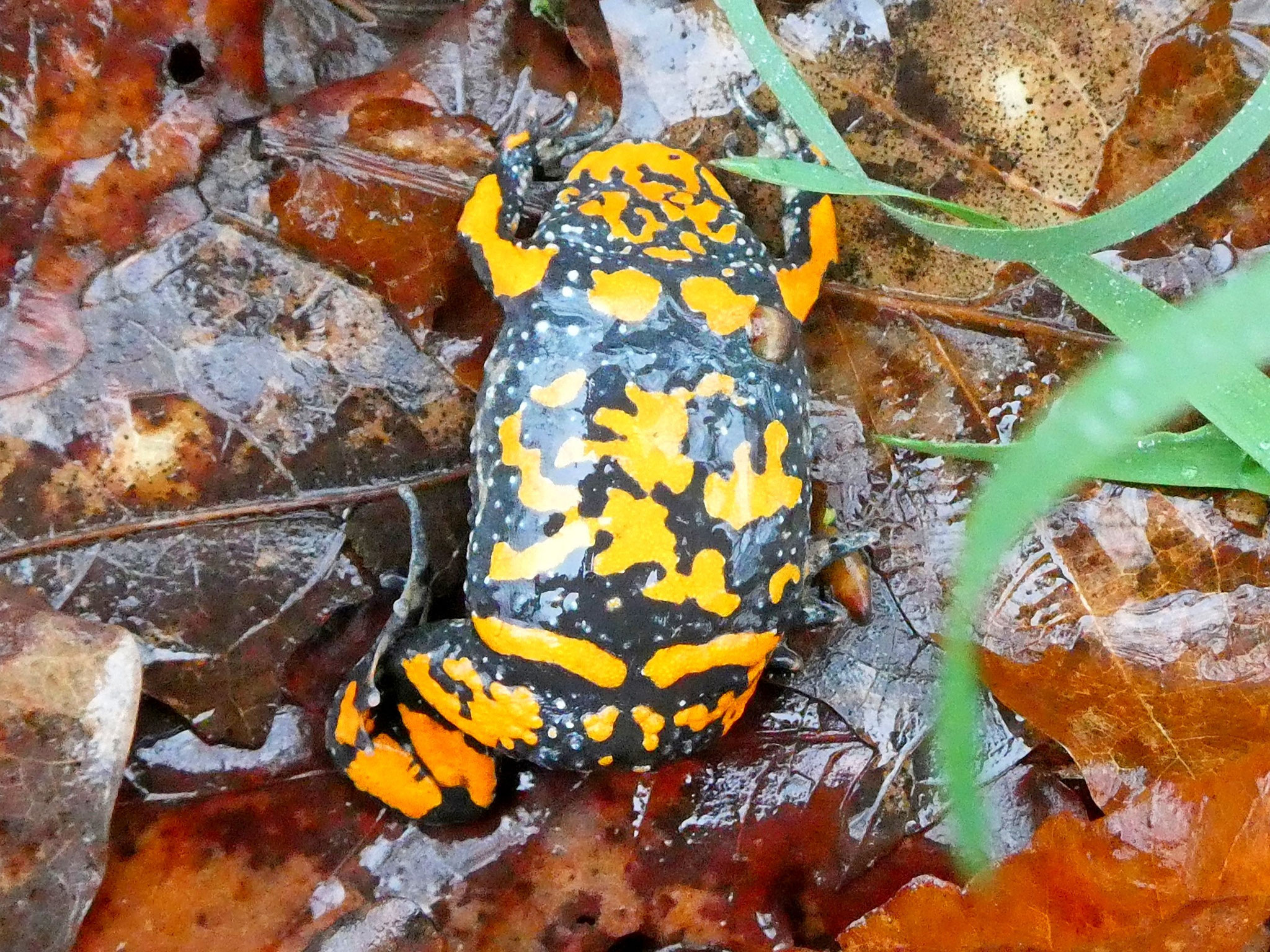 Rotbauchunke, Bombina bombina, Lipsa 