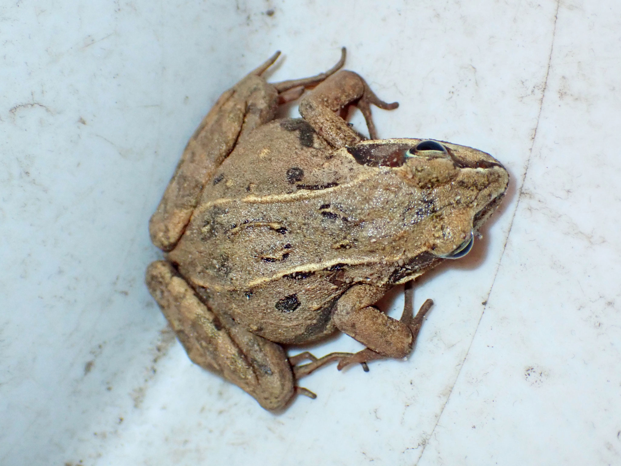 Grasfrosch, Rana temporaria, Lipsa 