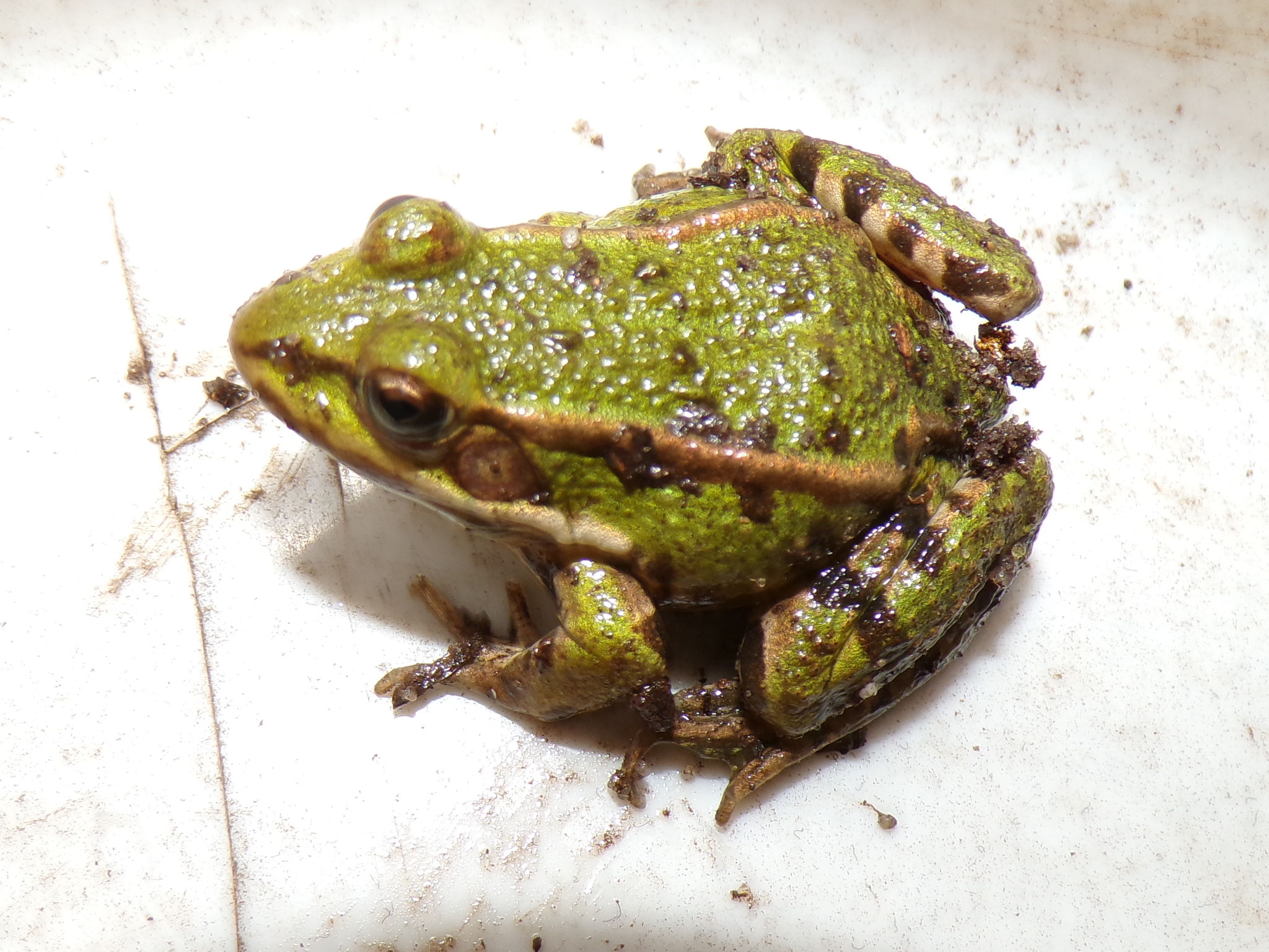 Teichfrosch Lipsa