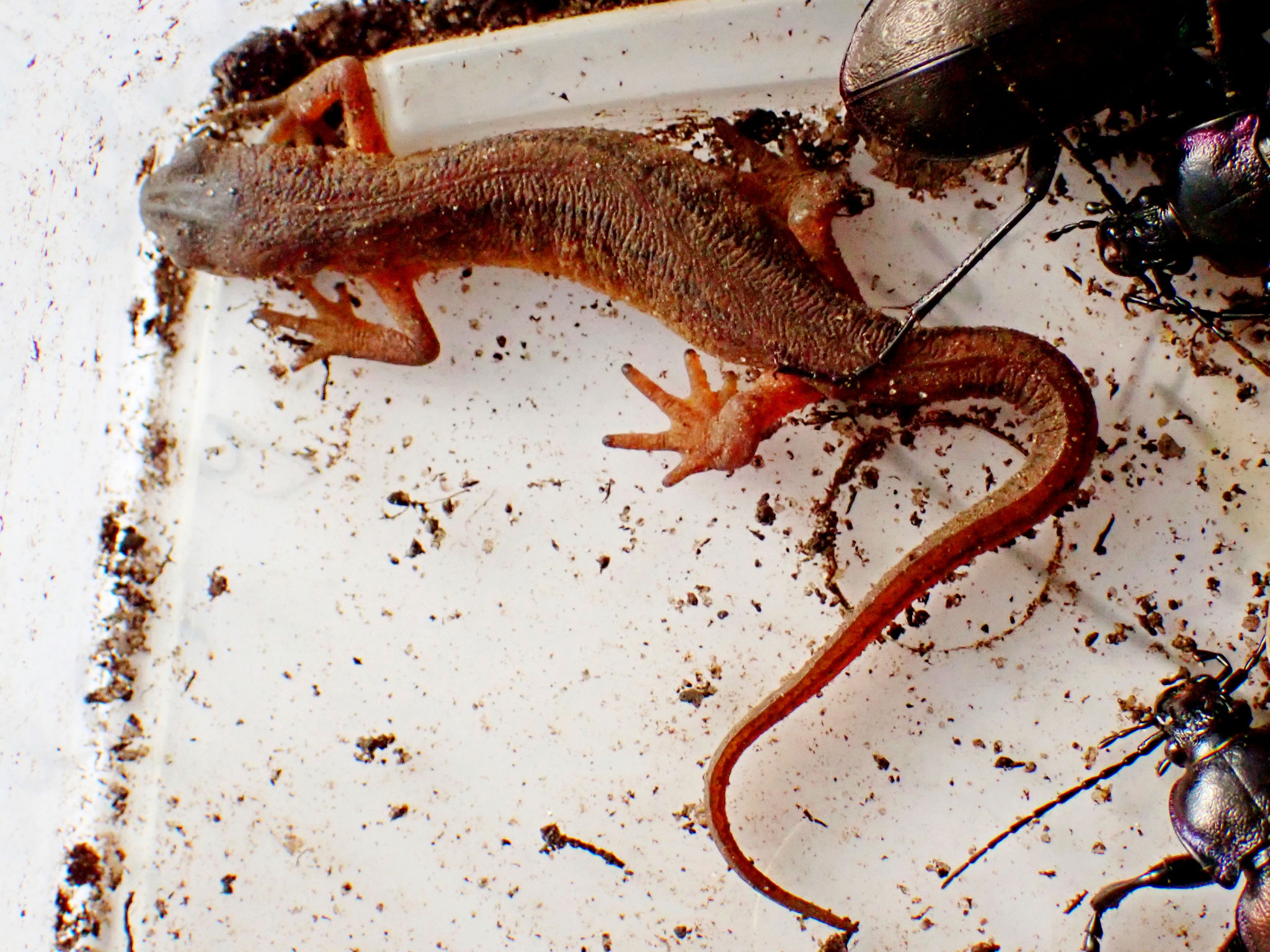 Teichmolch, Triturus vulgaris, Lipsa 