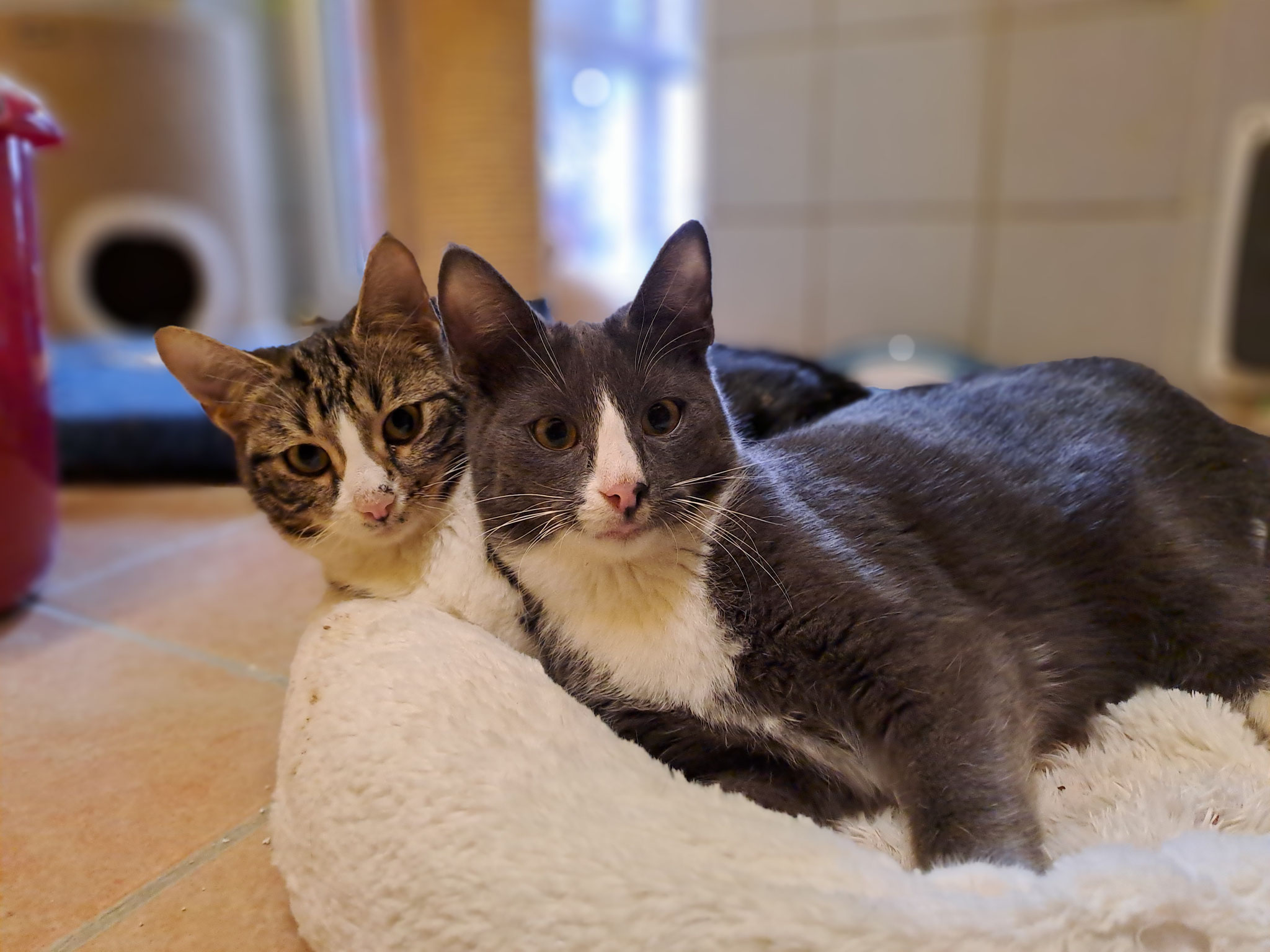 Isabella (links) und Leonardo, haben Ataxie