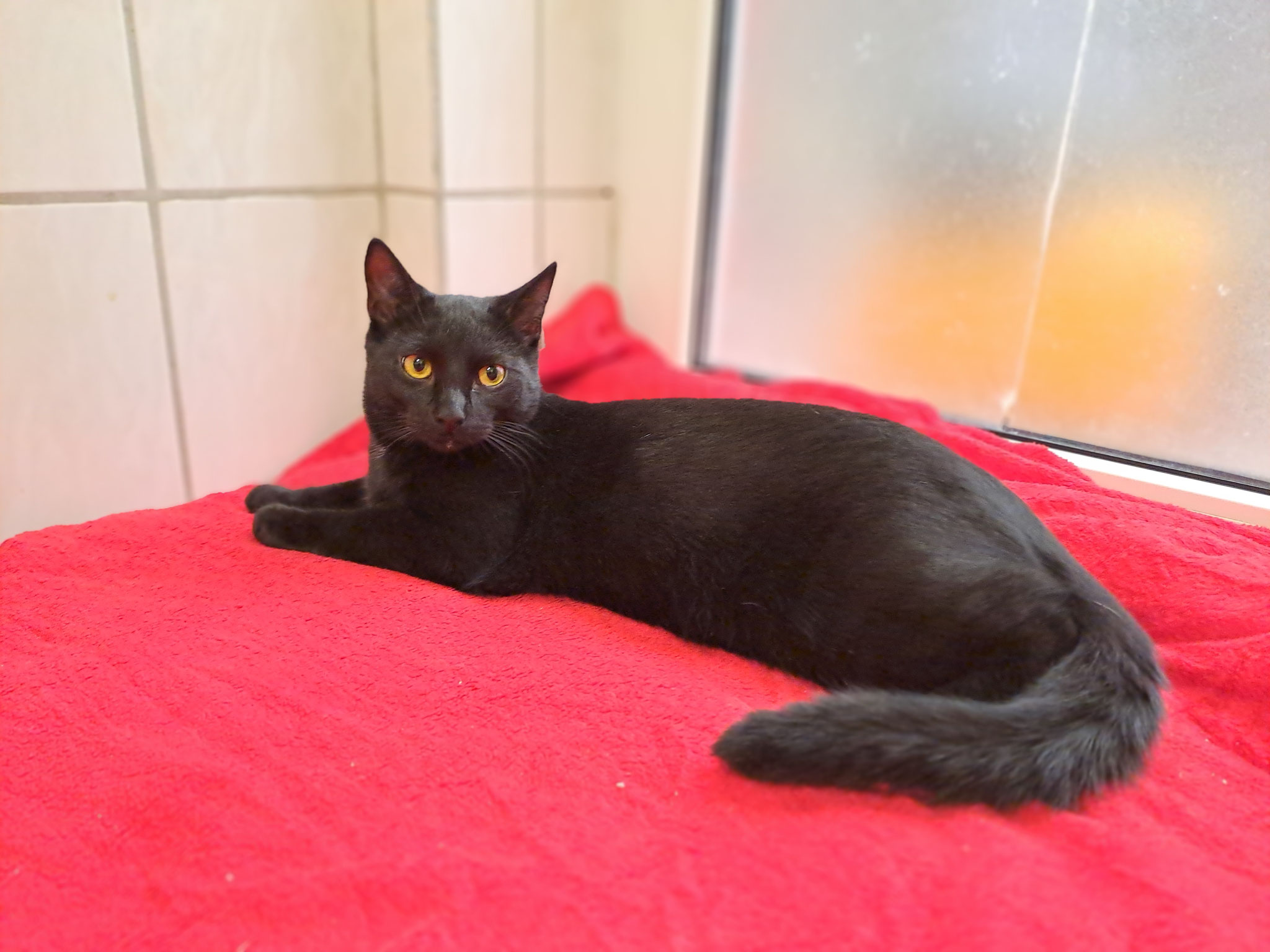 Lakritz, FIV-positiv