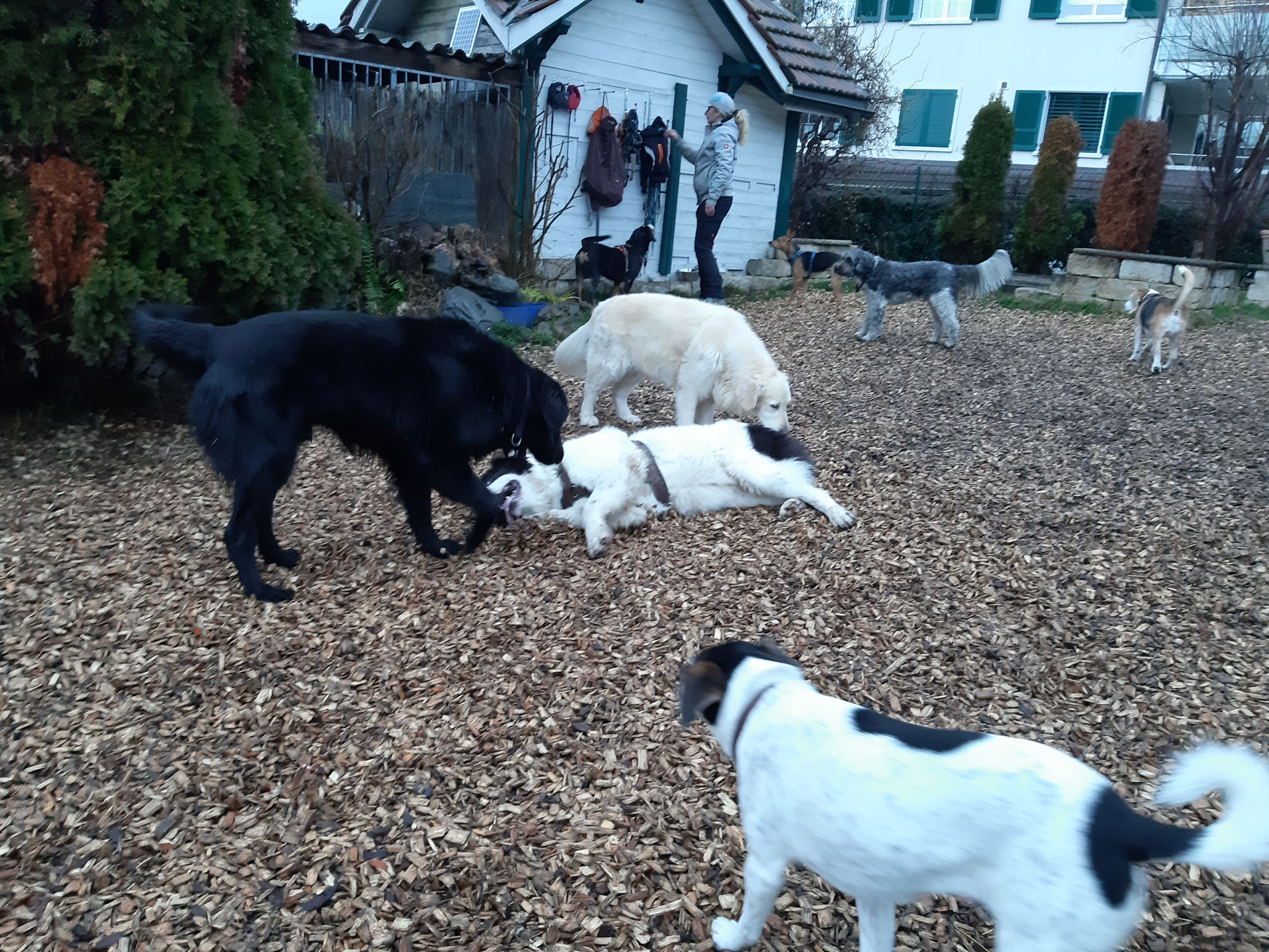 2022 - Hundeparadies Elmer Hundesalon, Hundepflege,Hundebetreuung ...