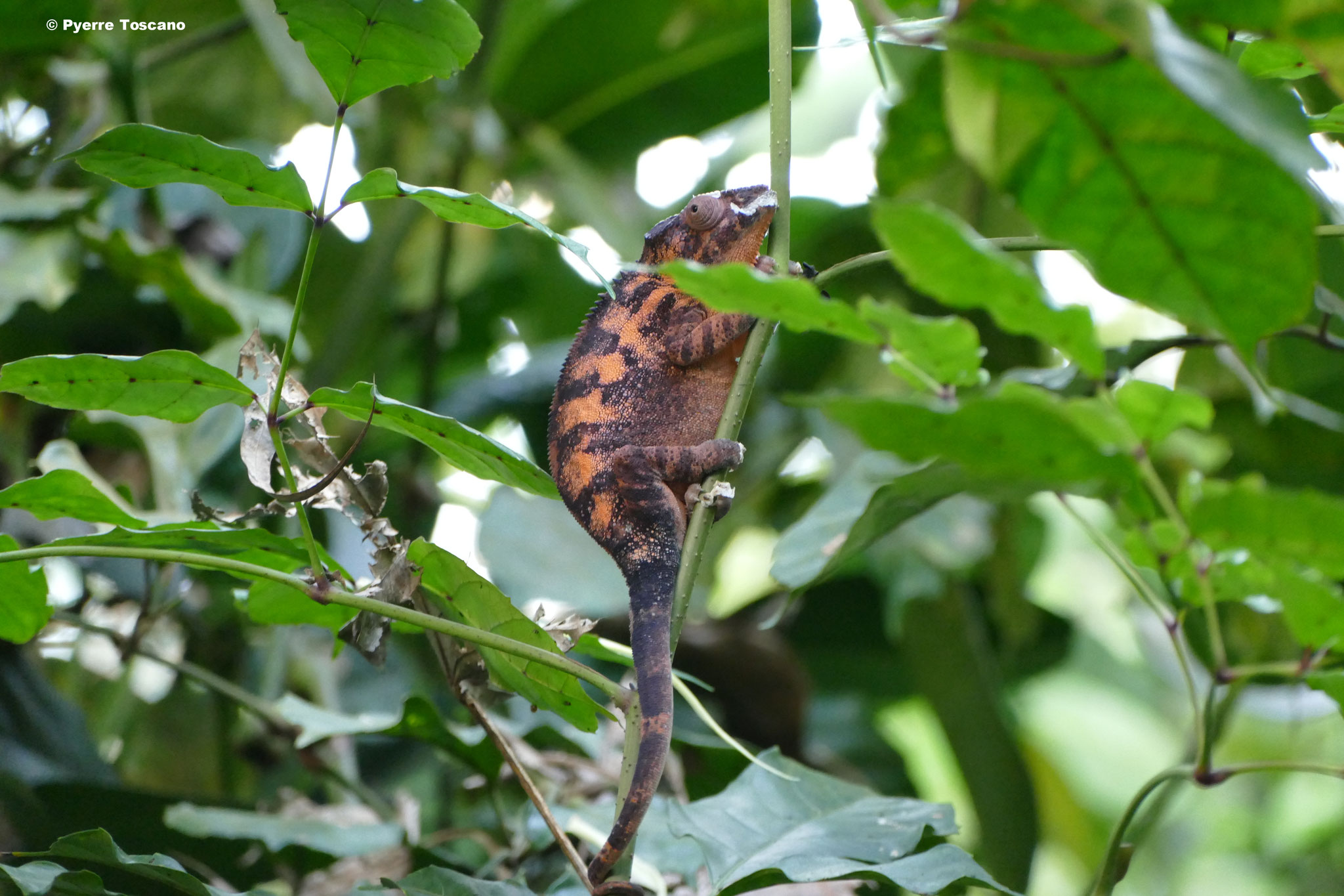 Furcifer pardalis, Weibchen