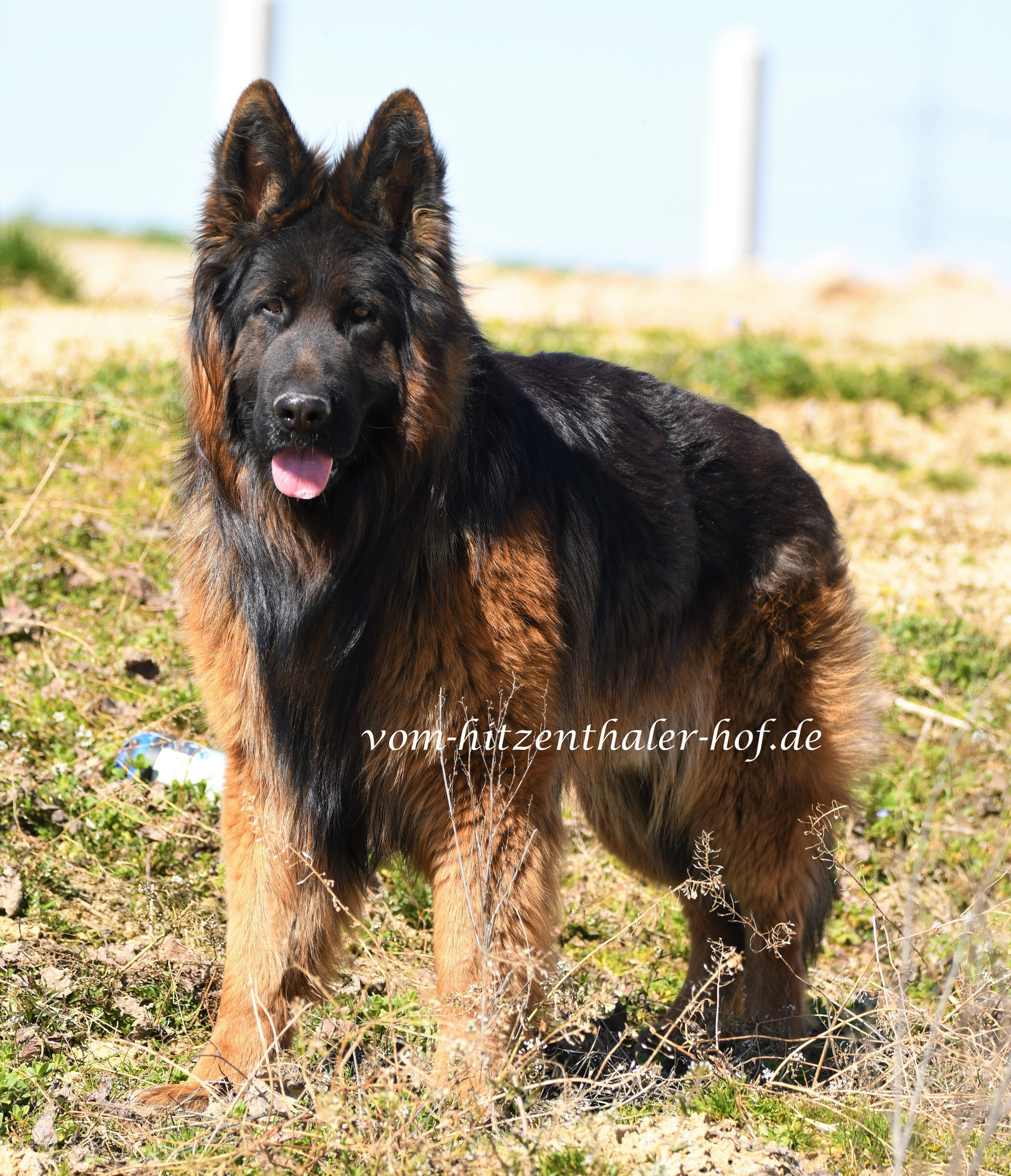 Jazz Altdeutscher Schaferhund Langstockhaar Schaferhund Bayern Zuchter Zucht