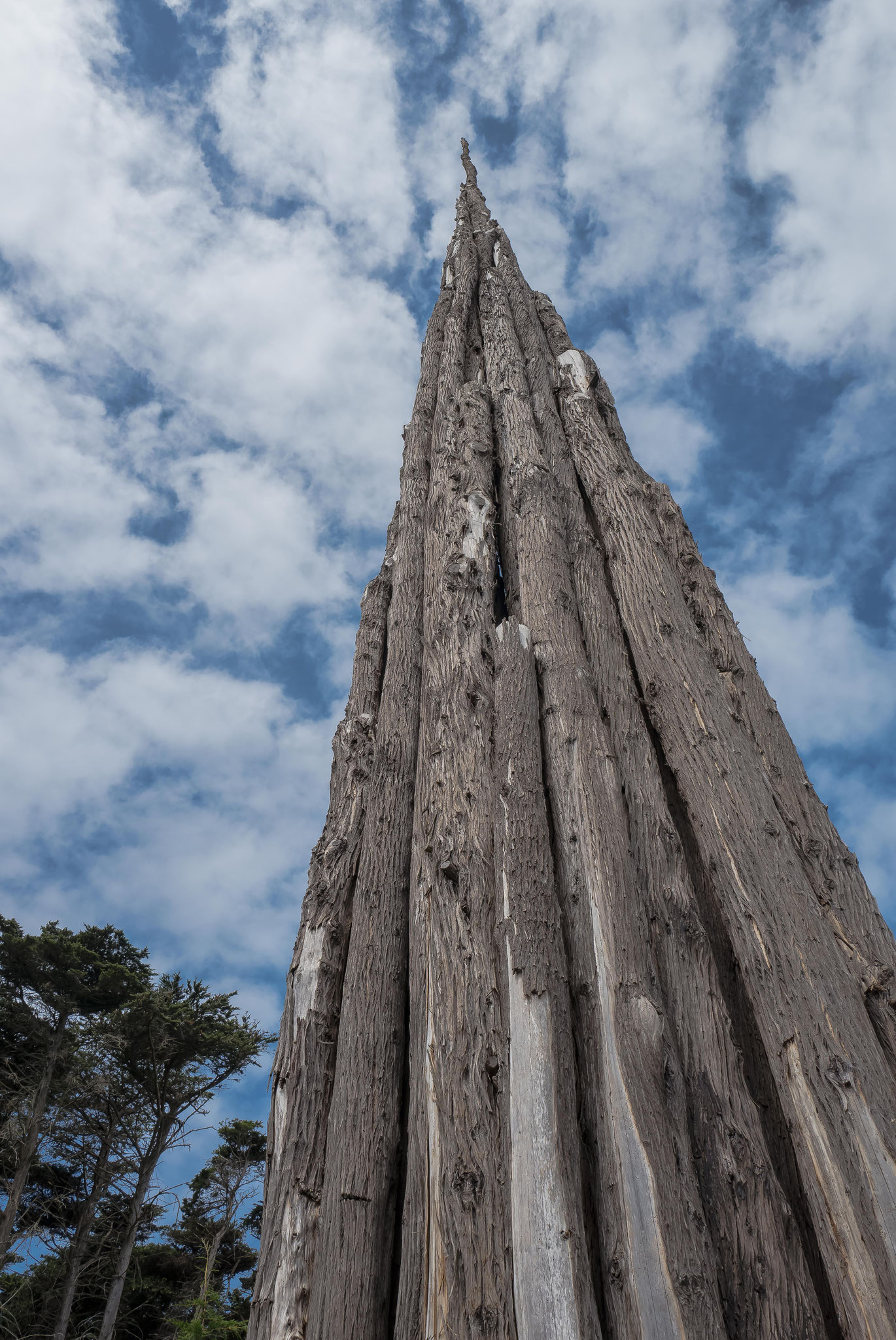 Andy Goldsworthy's Spire, new Presidio landmark, a sculpture of 37 cypress trunks