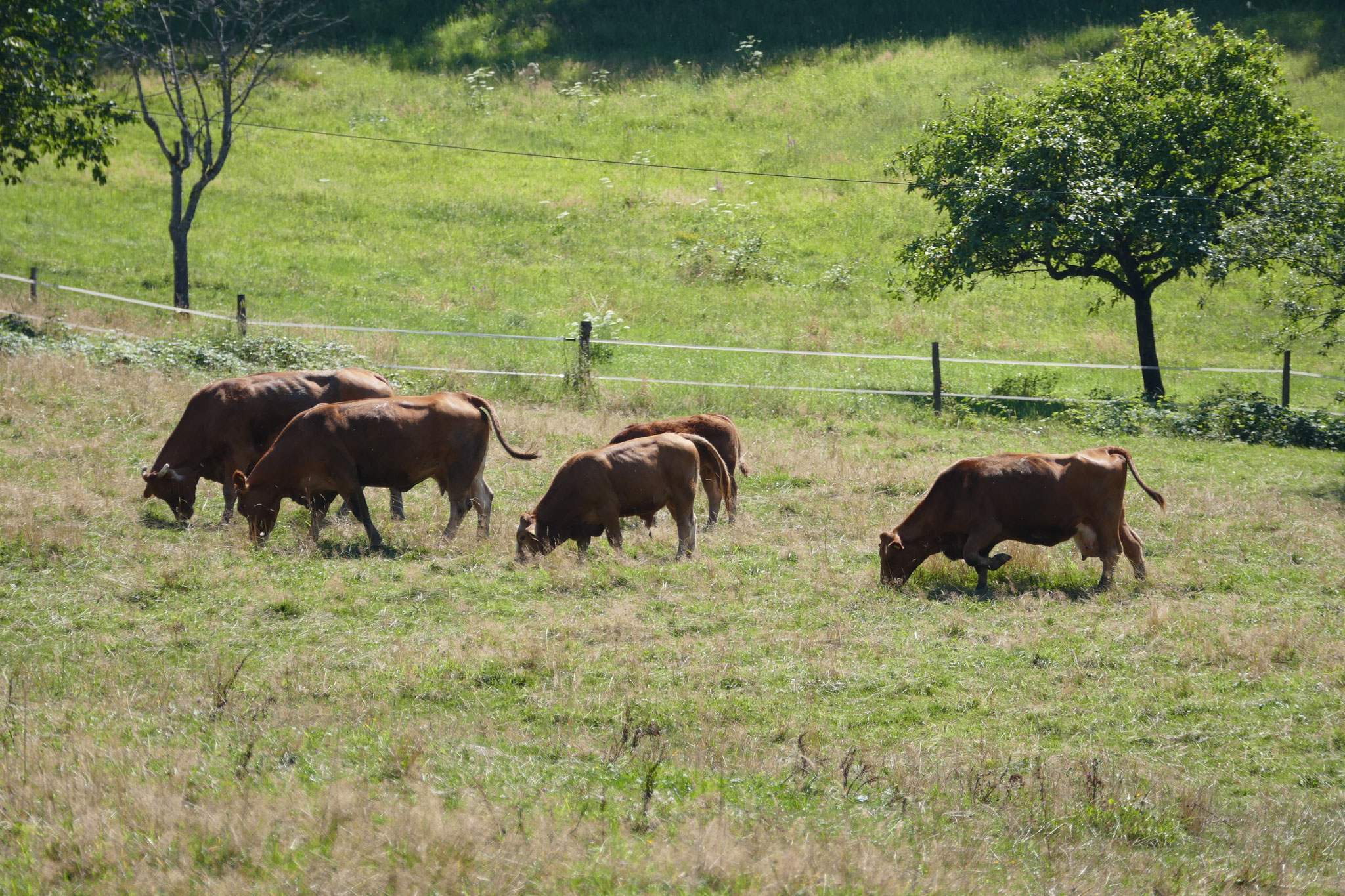 Unsere Limousin auf der Weide
