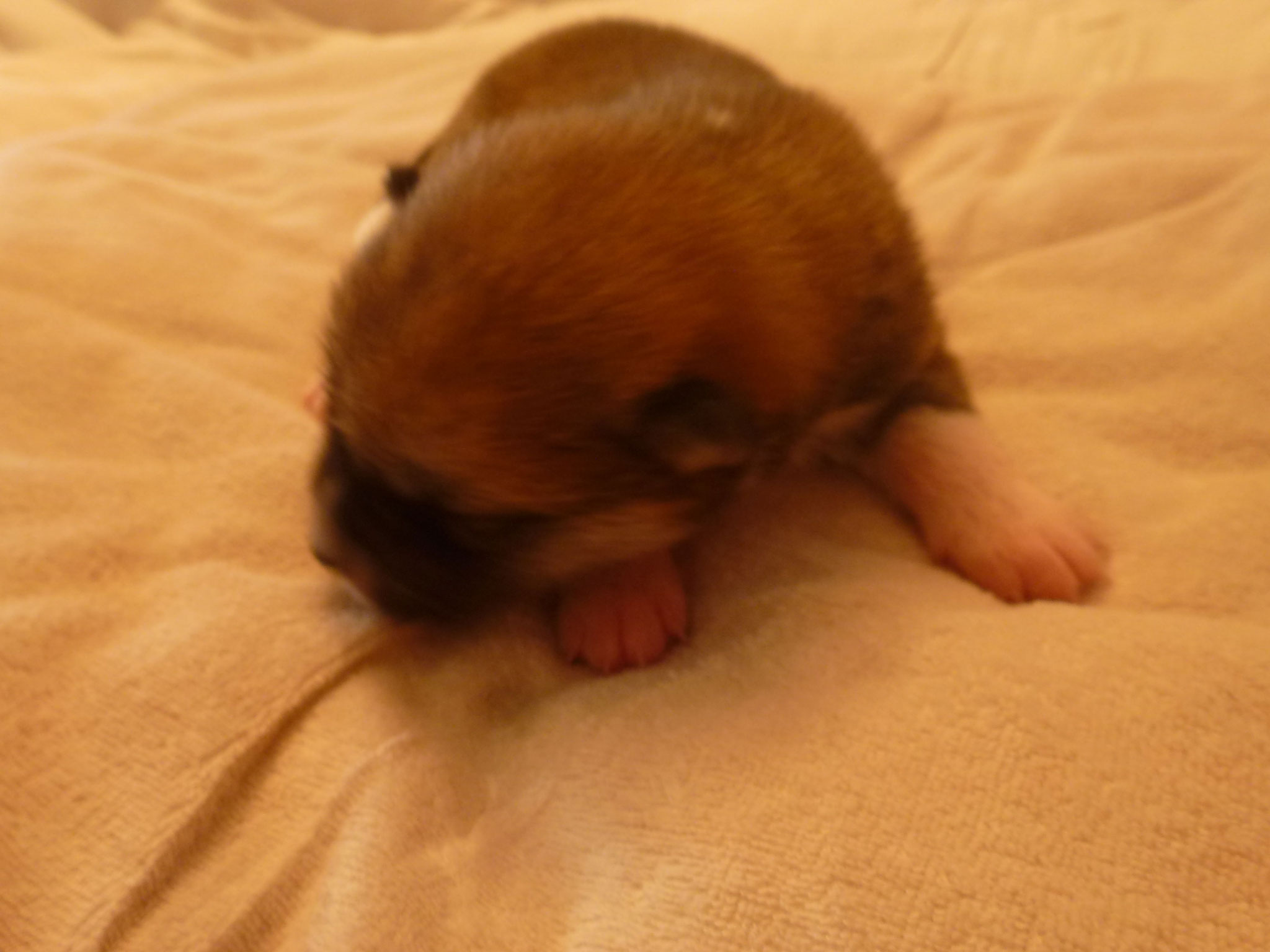 6 Tage