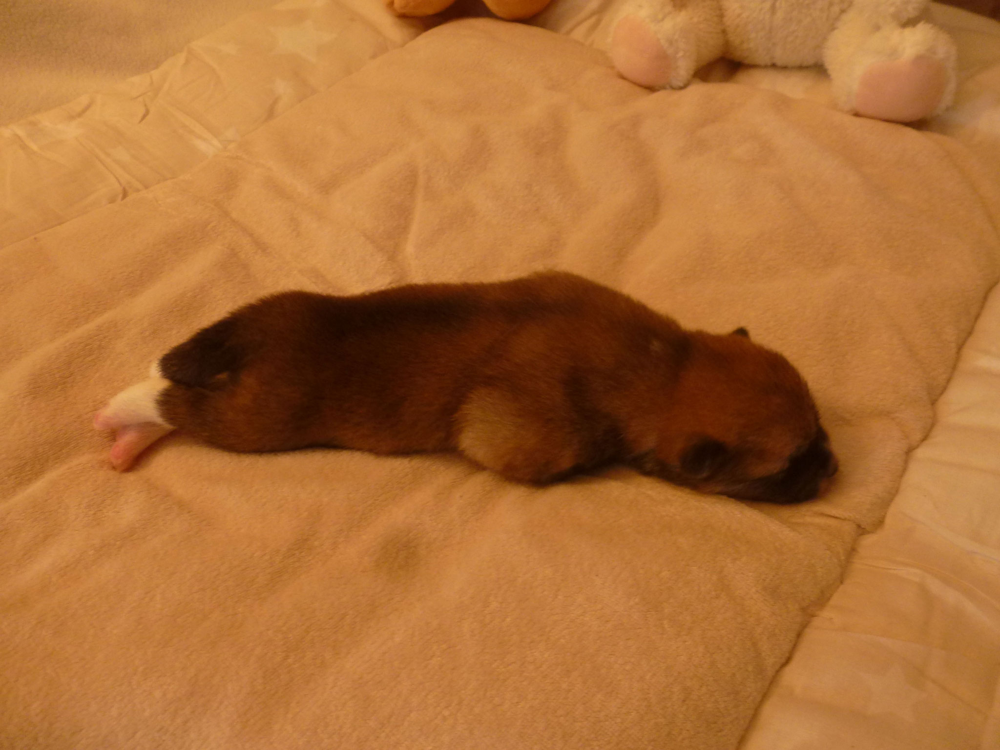 6 Tage