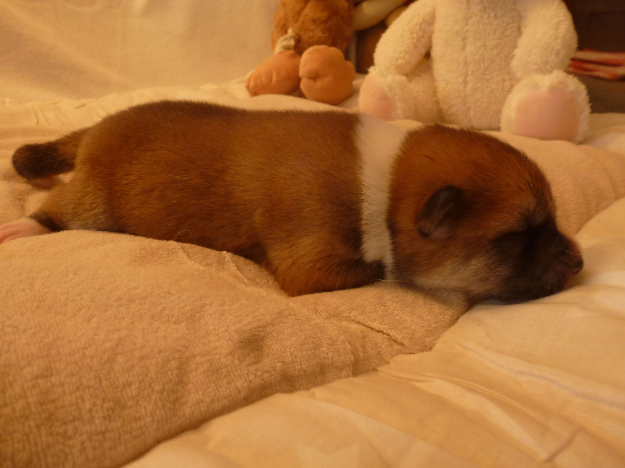 6 Tage