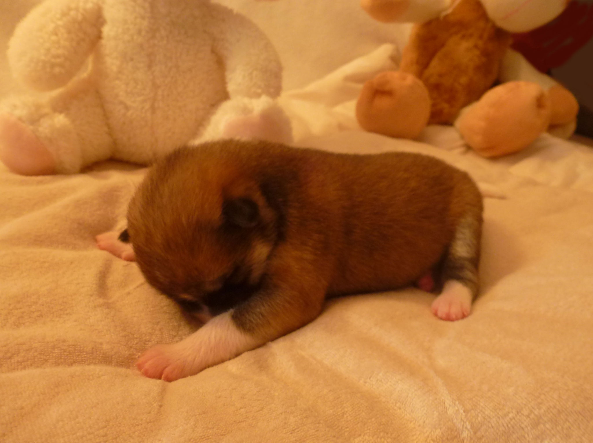 6 Tage