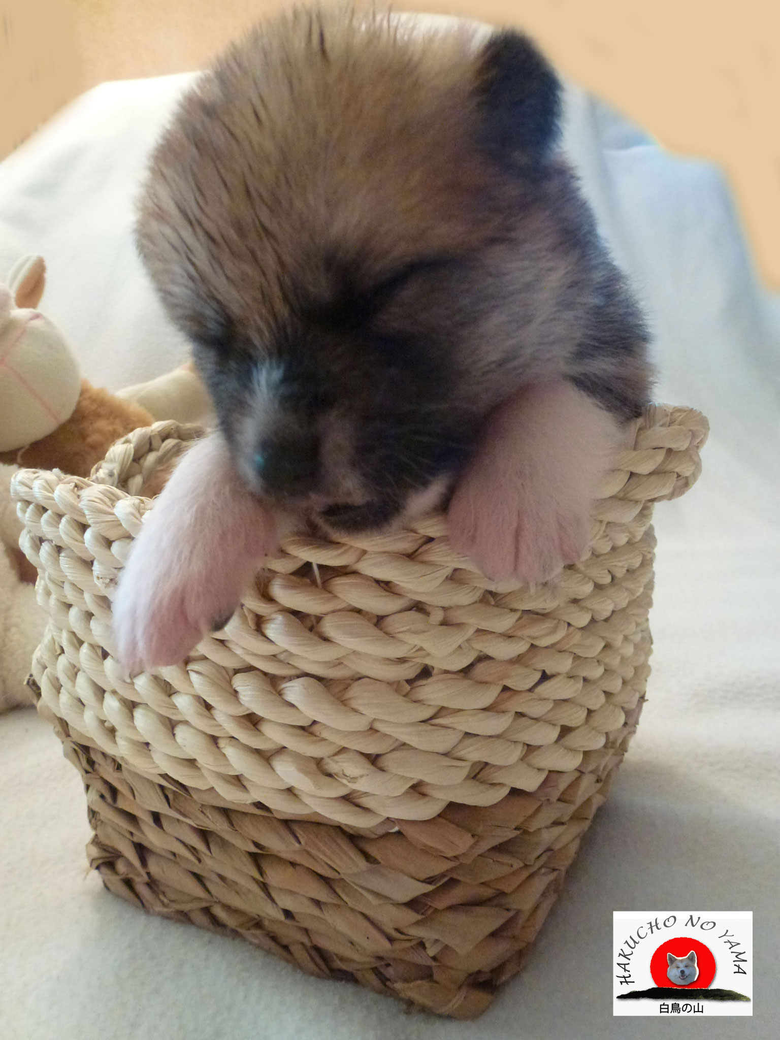 13 Tage