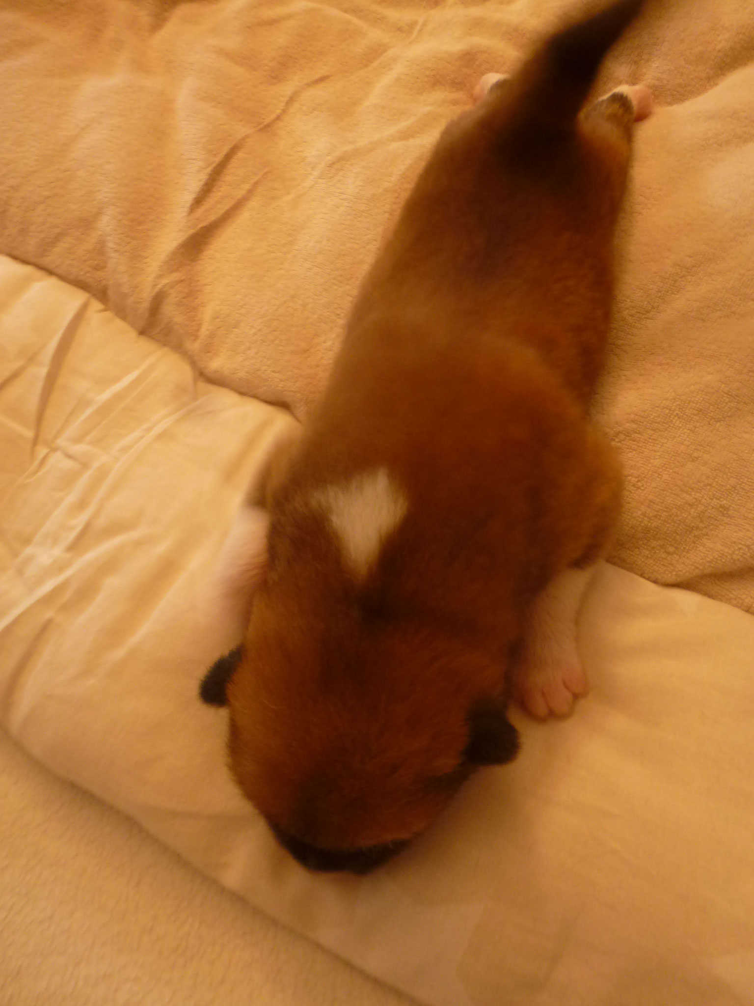 6 Tage