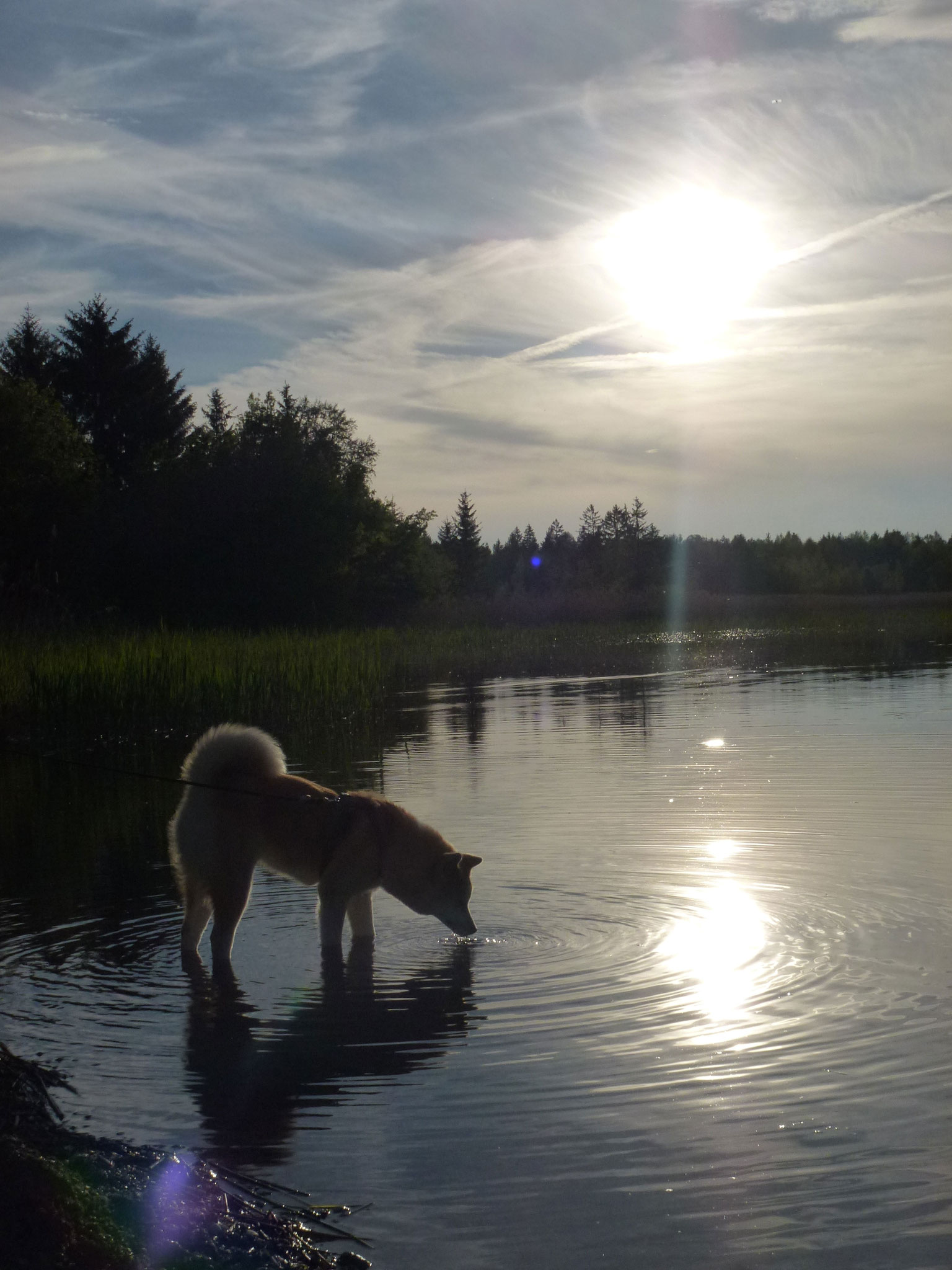 Camping Bannwaldsee, Allgäu