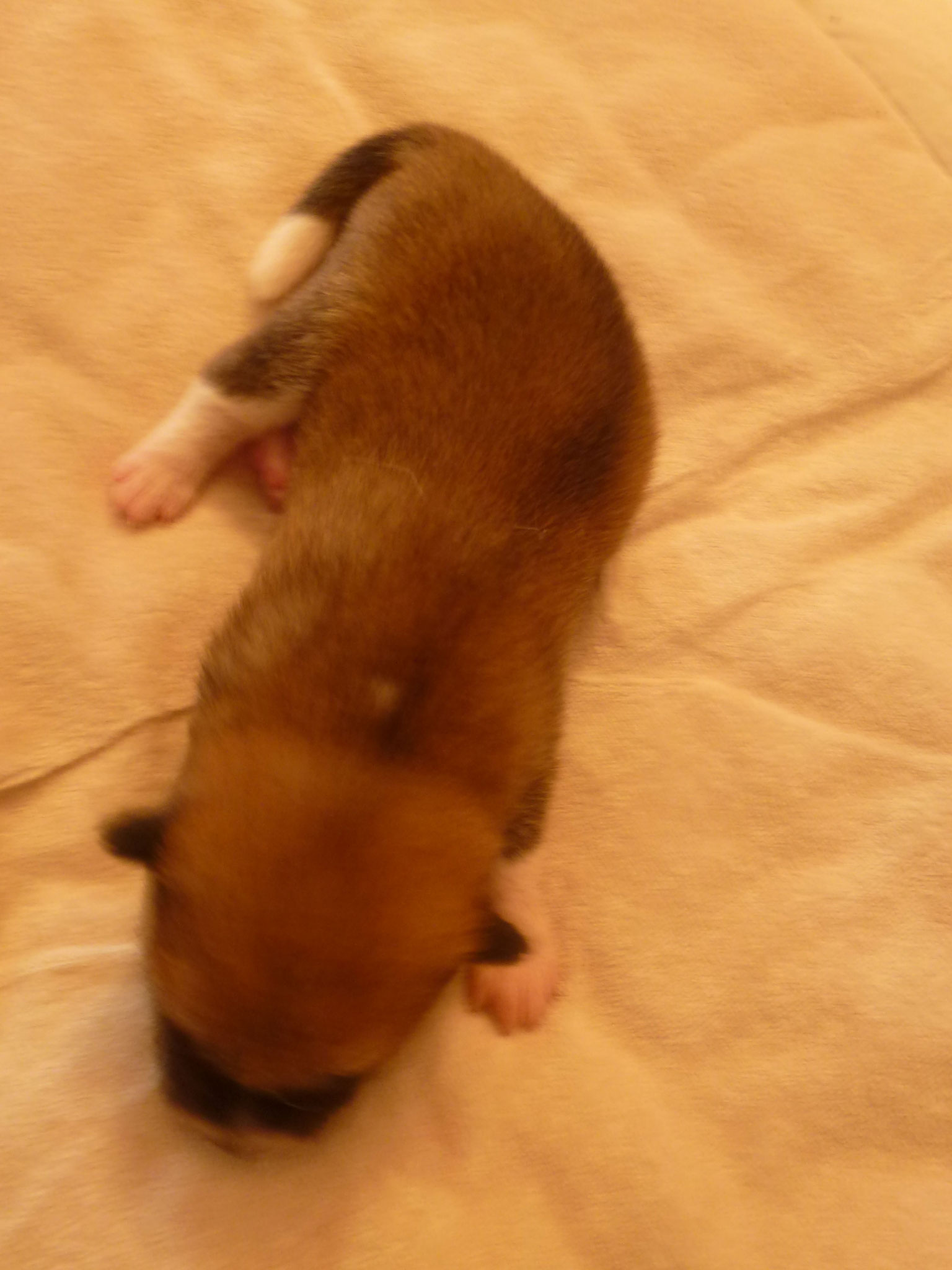6 Tage