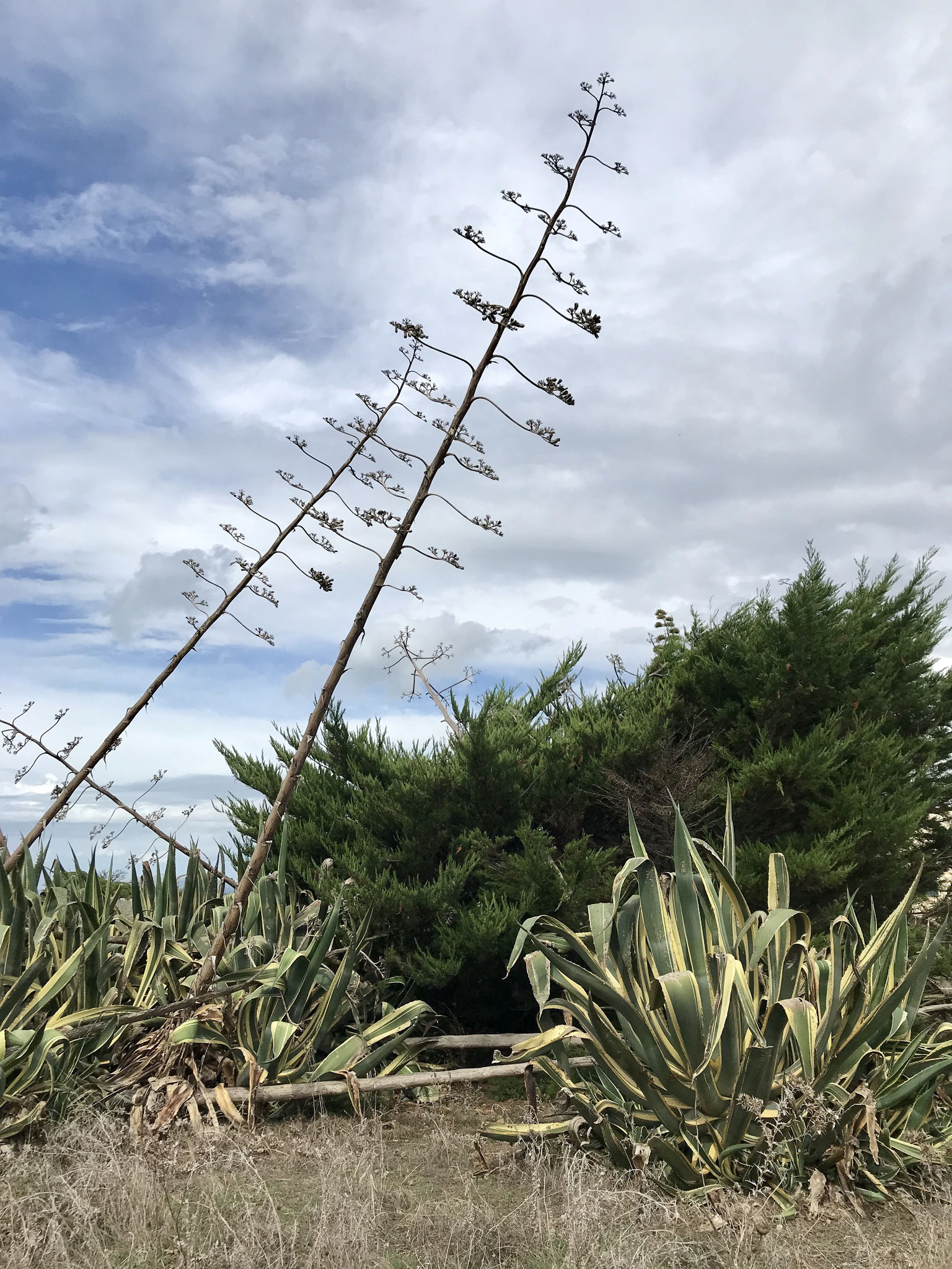 Eraclea