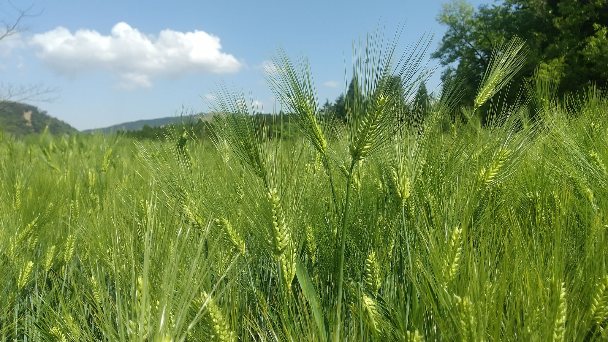 ５月ごろの裸麦